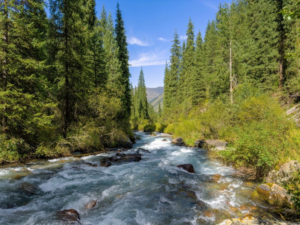 Cleaner rivers help wildlife make a remarkable comeback