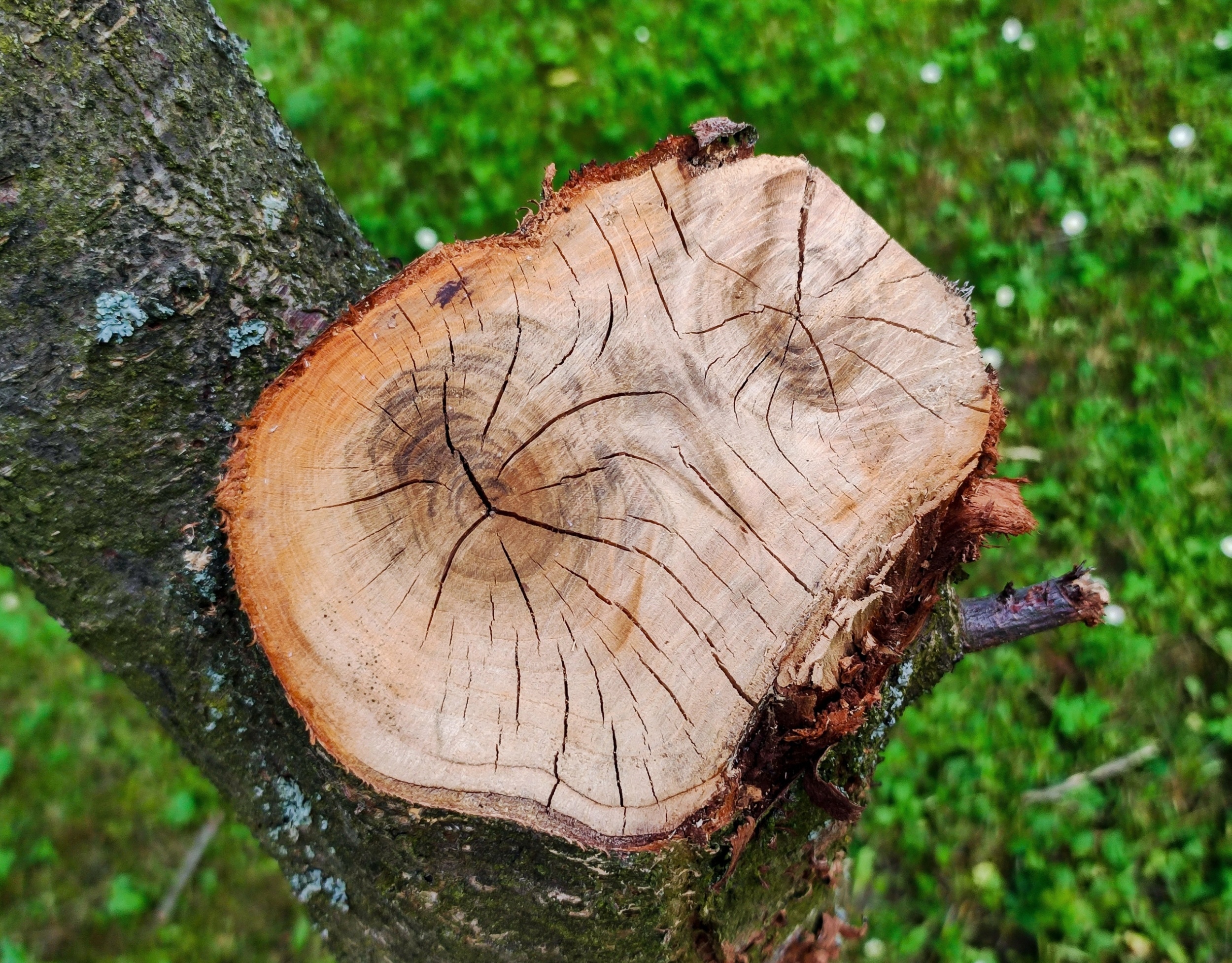 Hidden switch tells plants when to make wood
