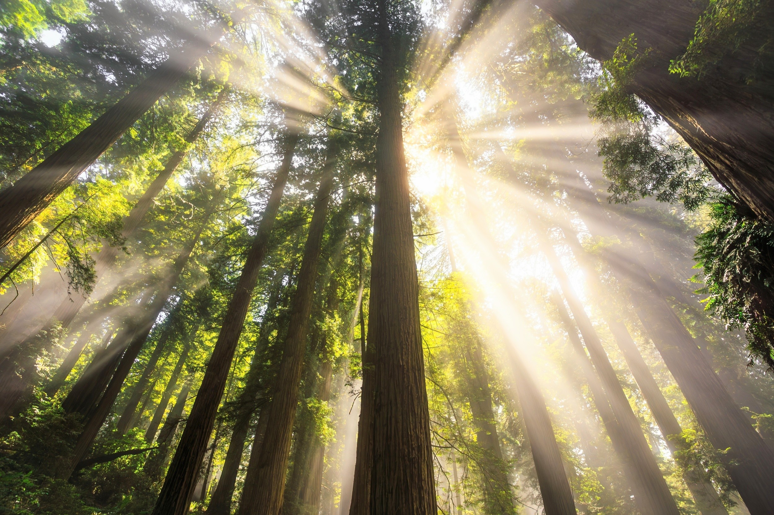 Climate models overestimate how much carbon forests can store