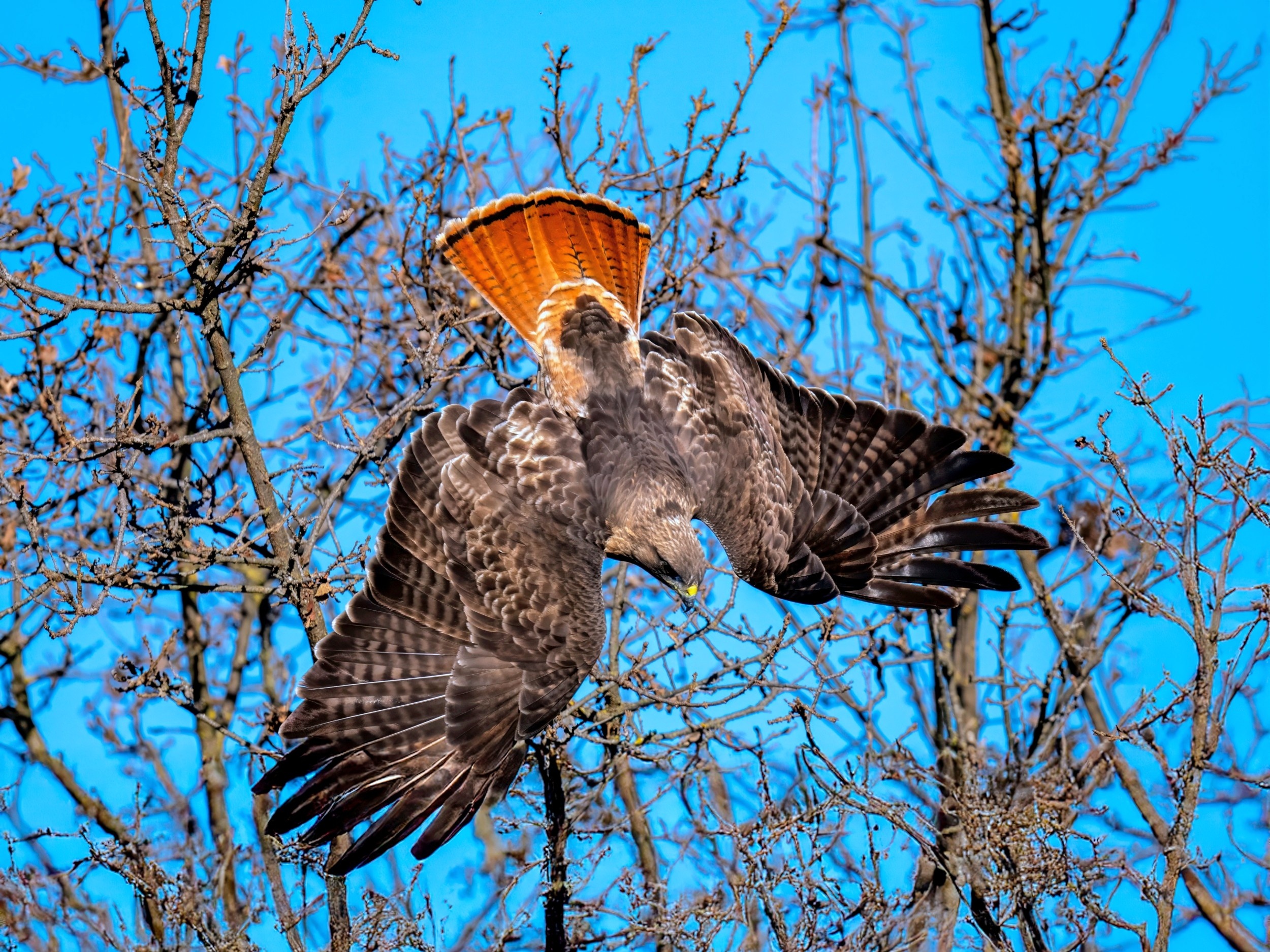 Red-tailed hawks adapt their flight to overcome missing feathers