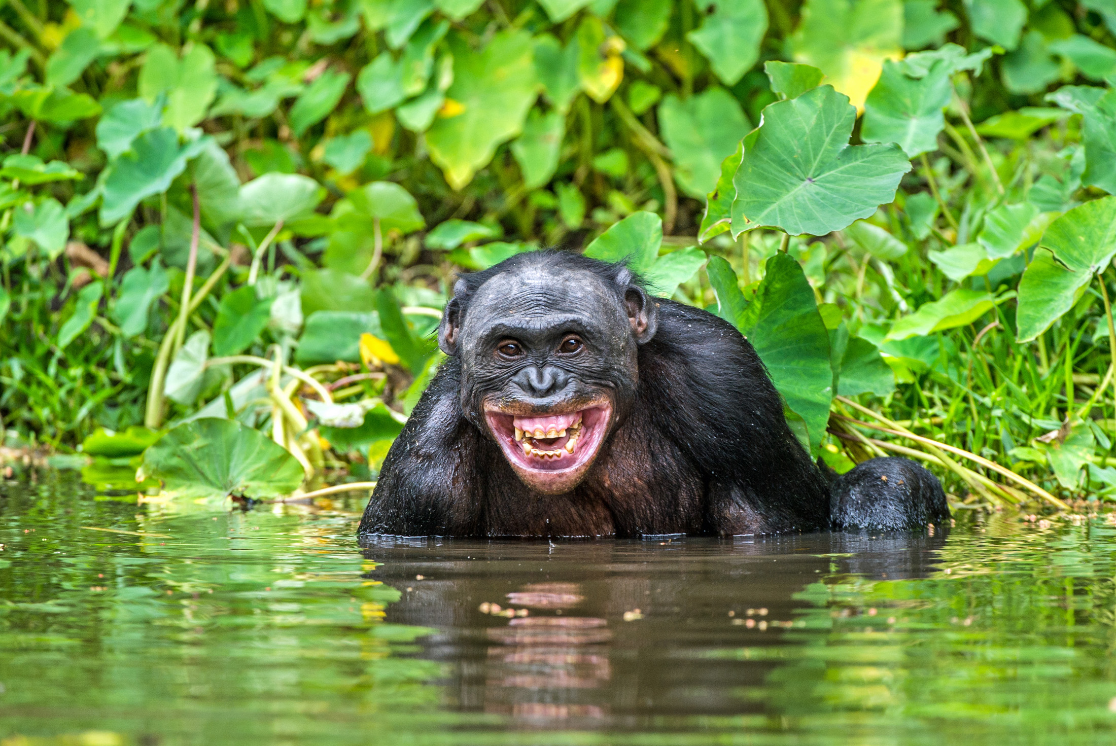 Great ape laughter preserves a 15-million-year link to human speech