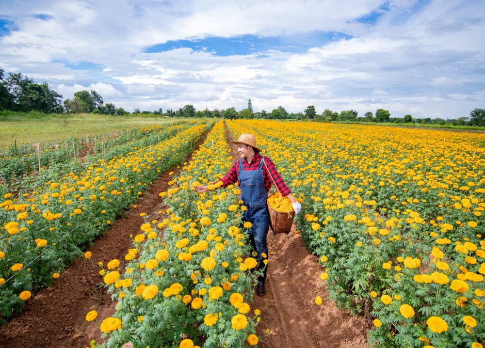 Common garden flower could become the next plant-based protein