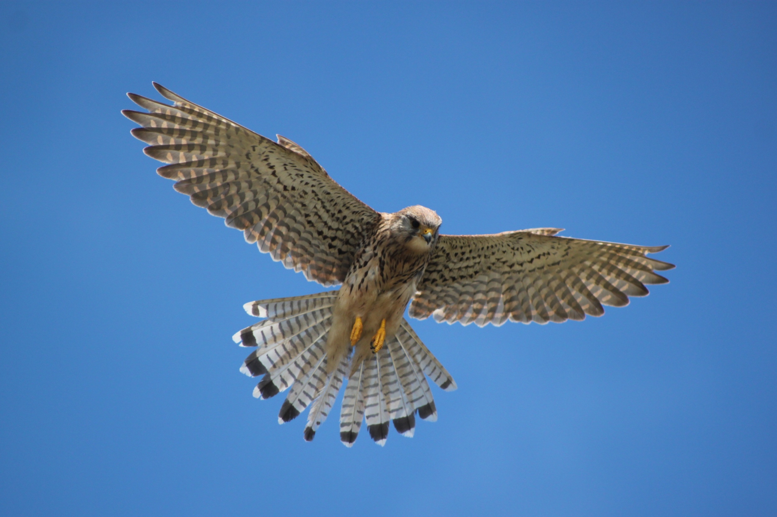 Robotic bird reveals how kestrels hover in turbulent winds