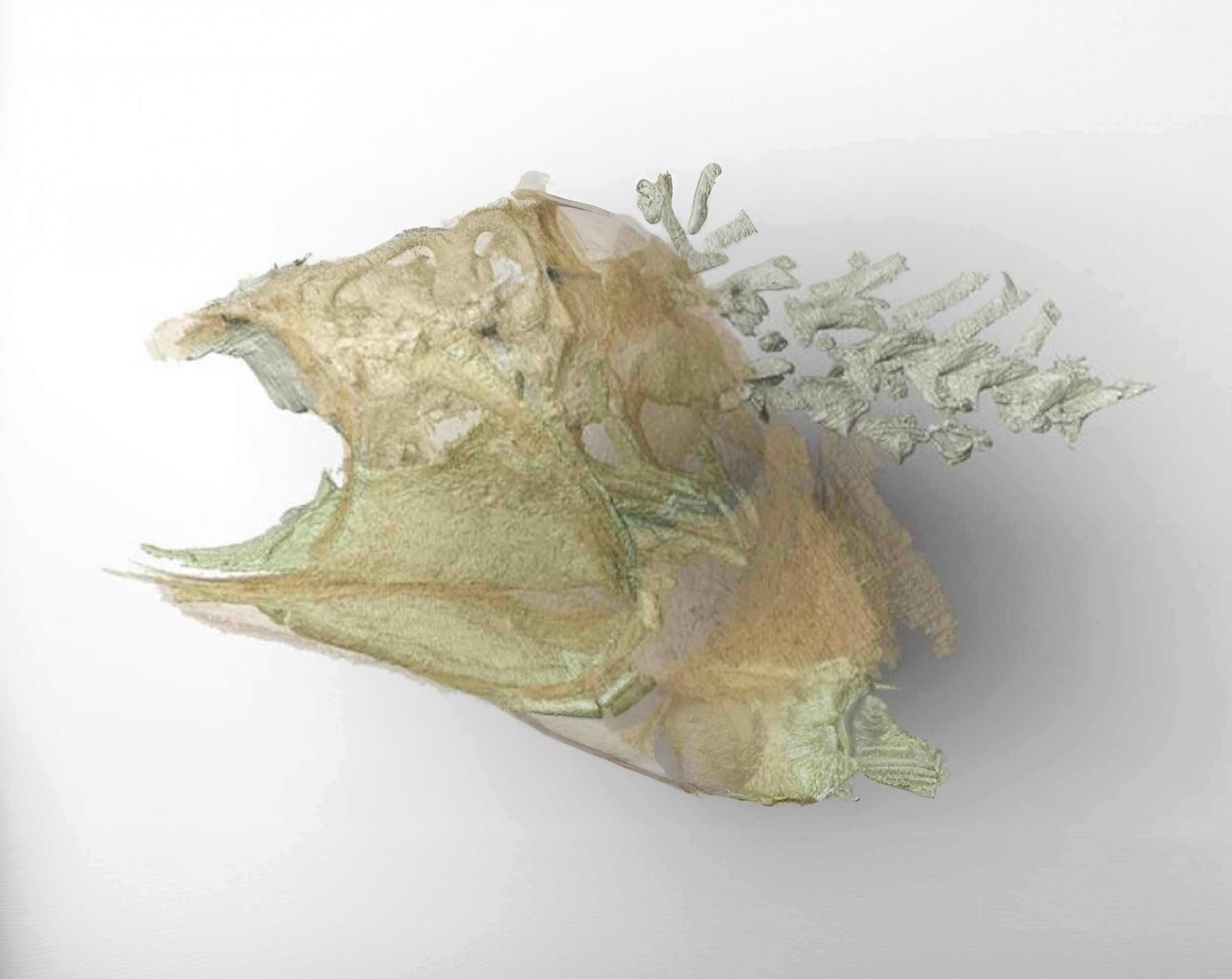 Ancient fish fossil preserved its brain for 300 million years