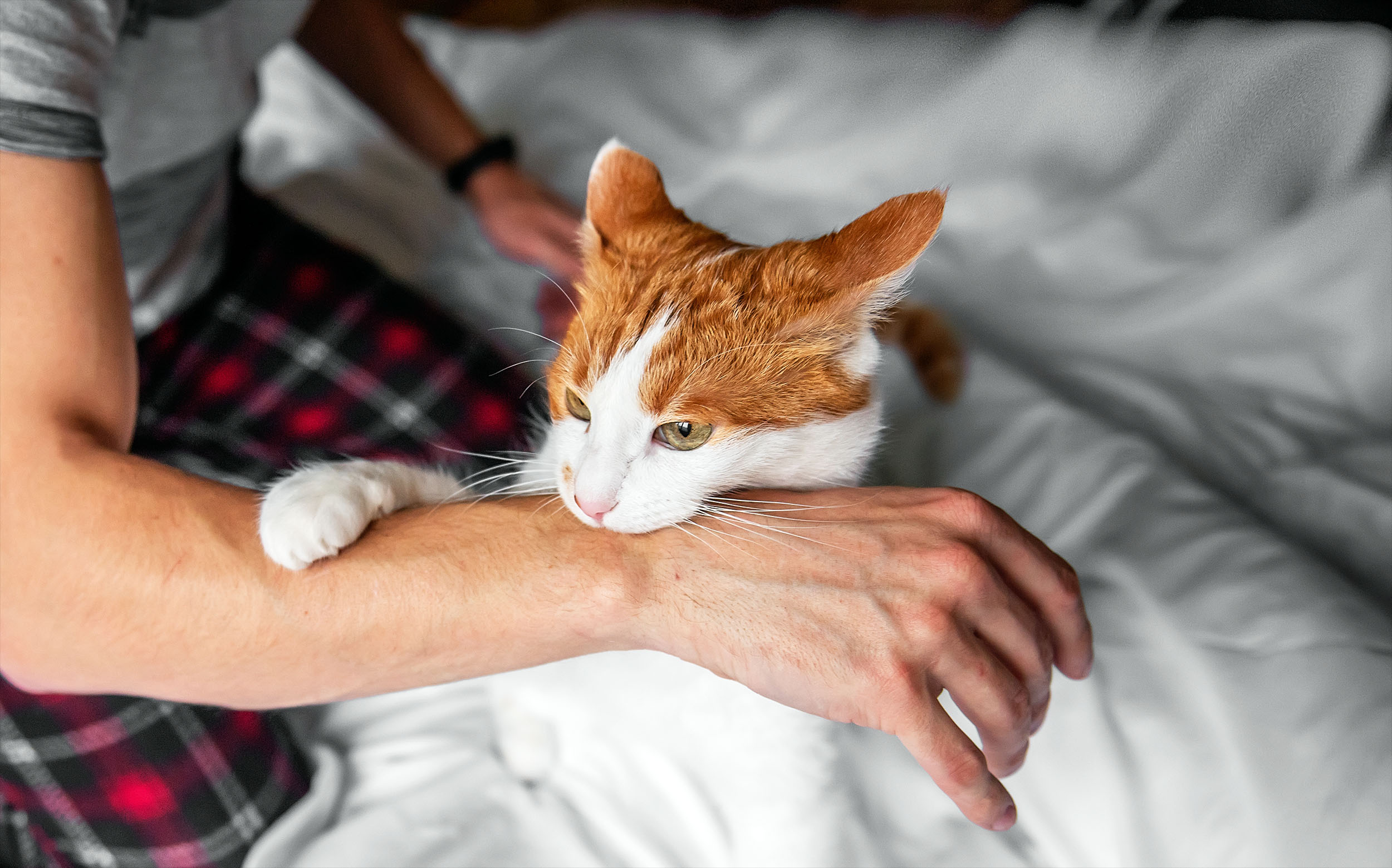 A fungus that jumps from cats to people is now turning up in wild animals