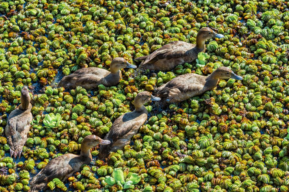 This invasive water fern takes over lakes by cloning itself instead of reproducing