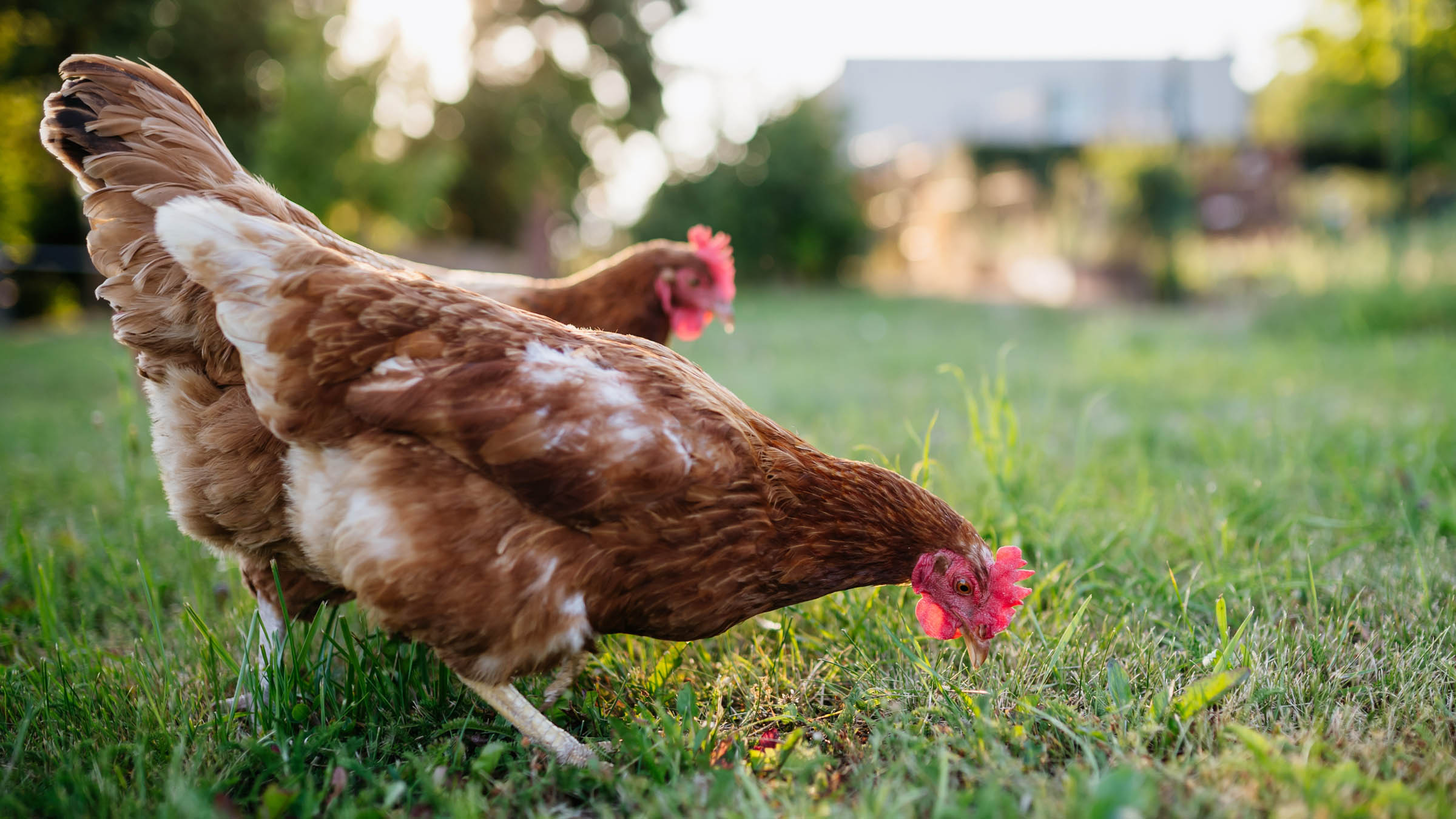The surprising downside of buying organic eggs