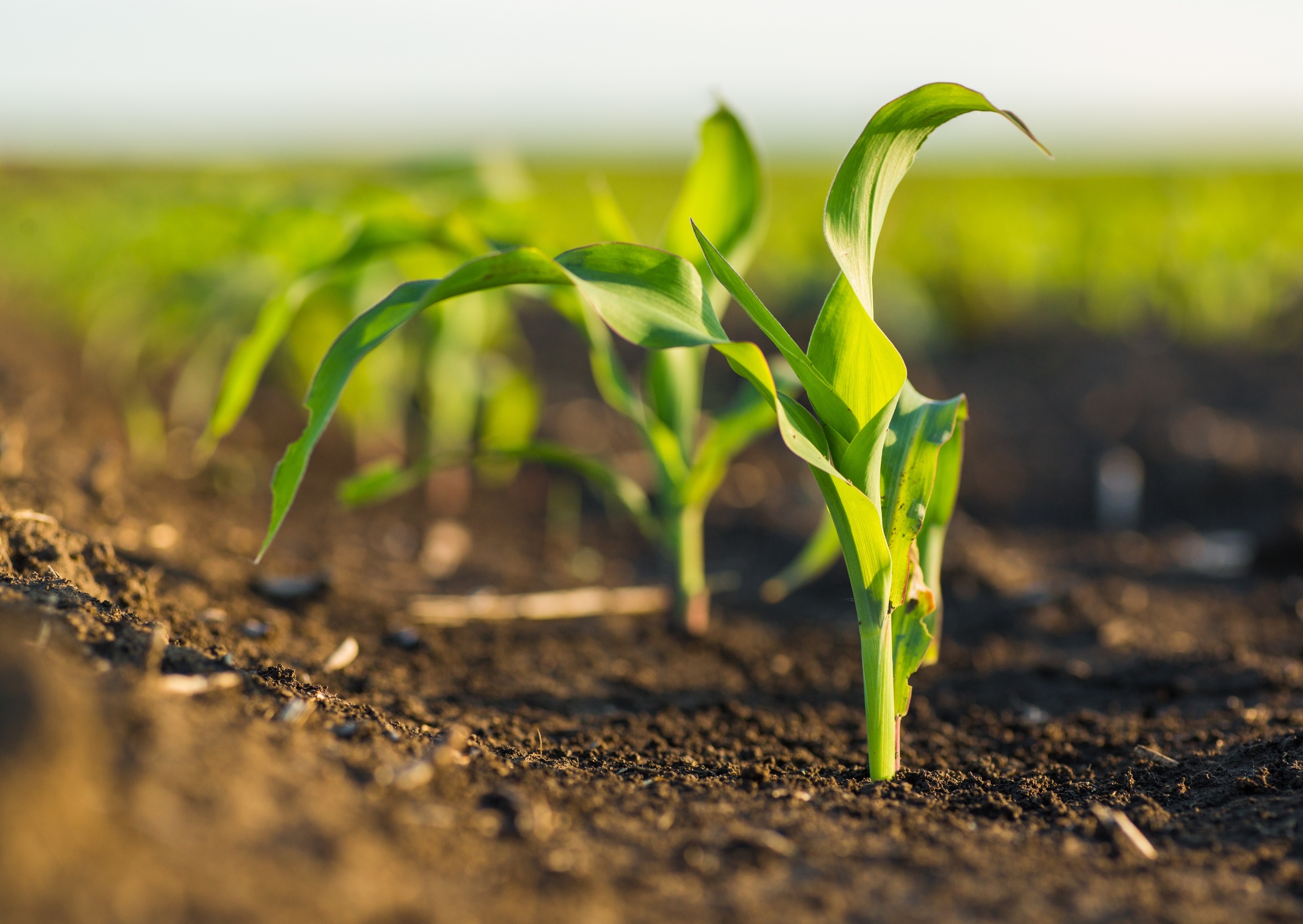 Rising CO2 helps plants save water