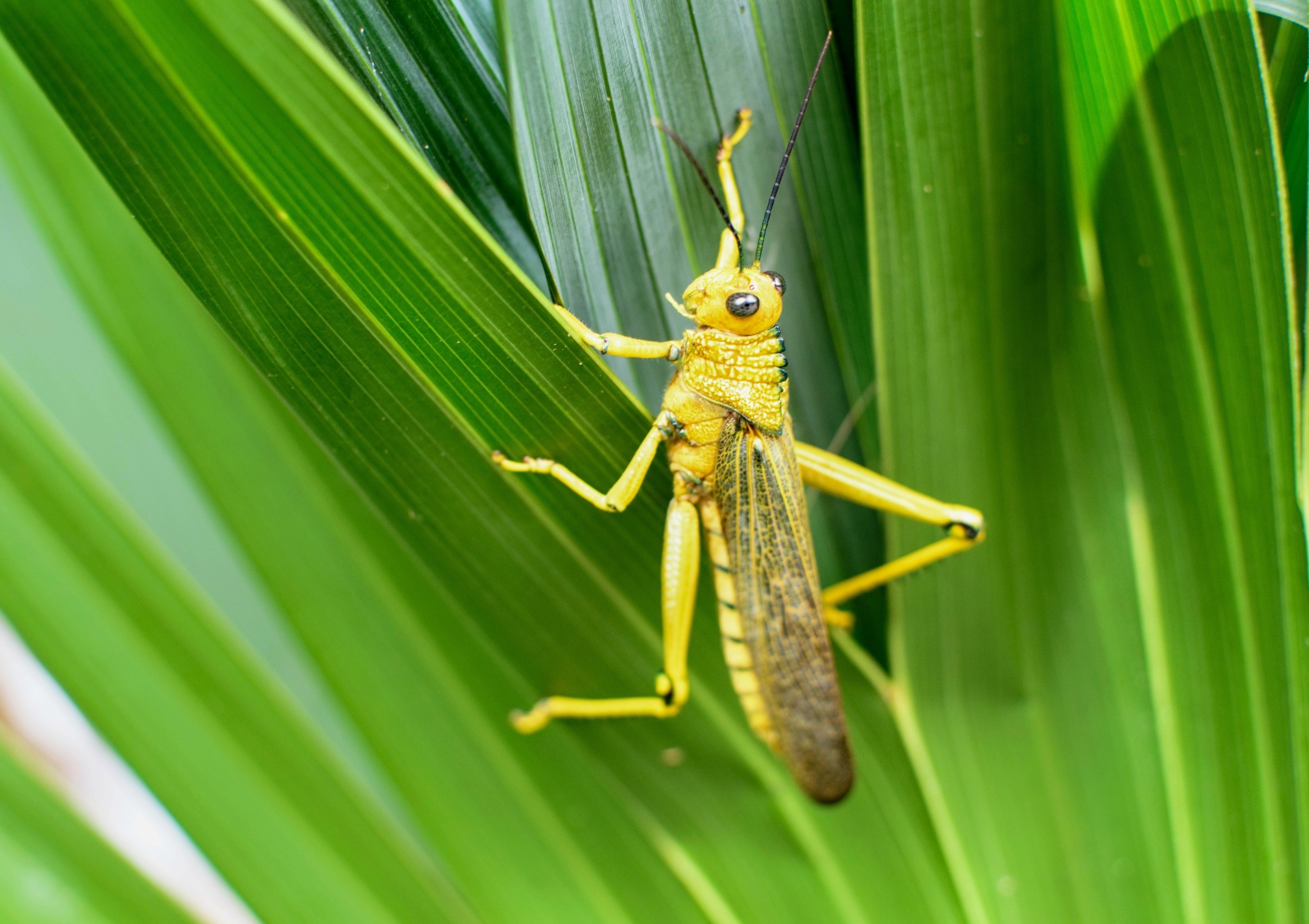 One small mowing change could save thousands of insects