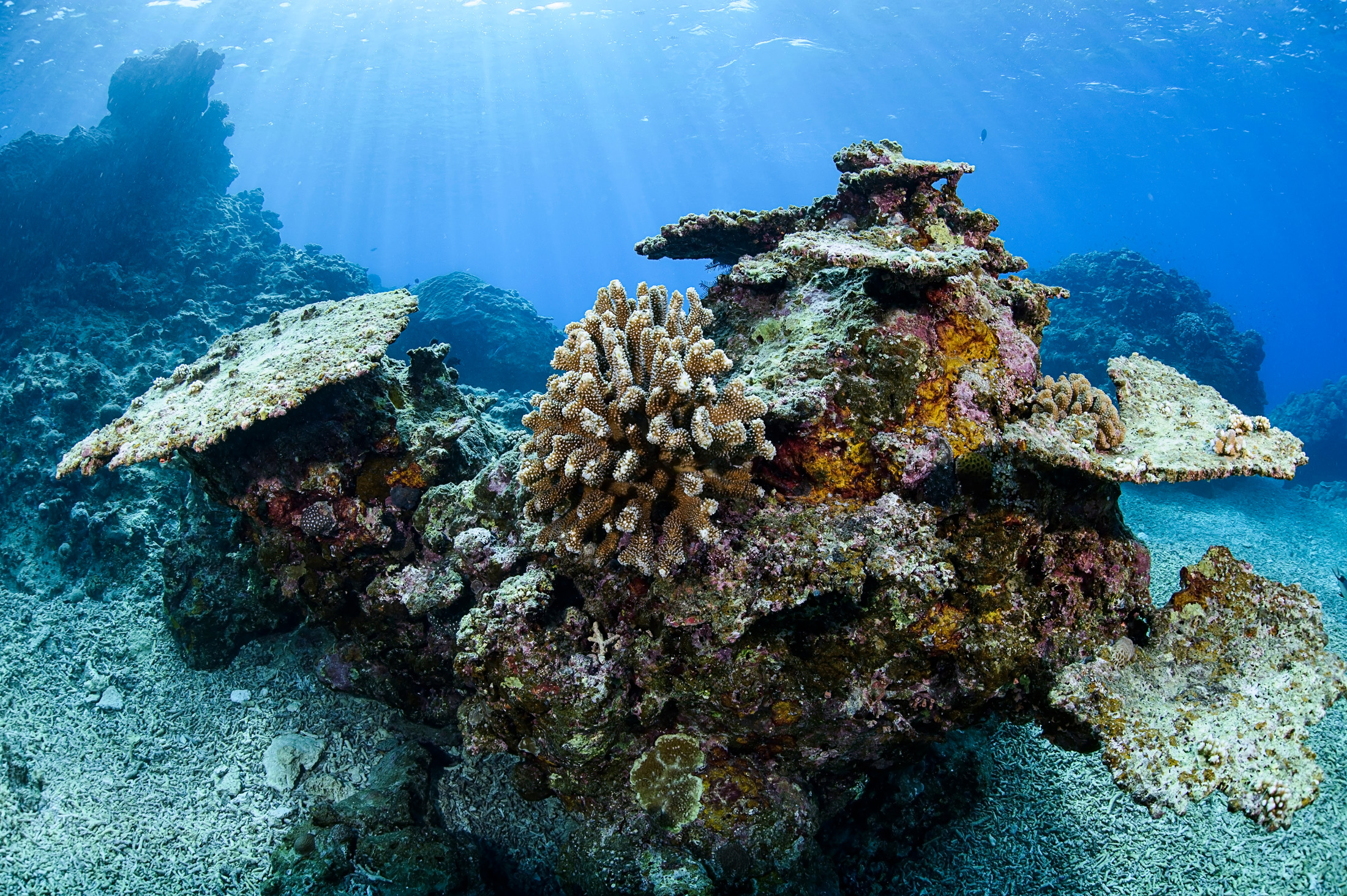Global study finds ocean warming is taking a year-round toll on marine life