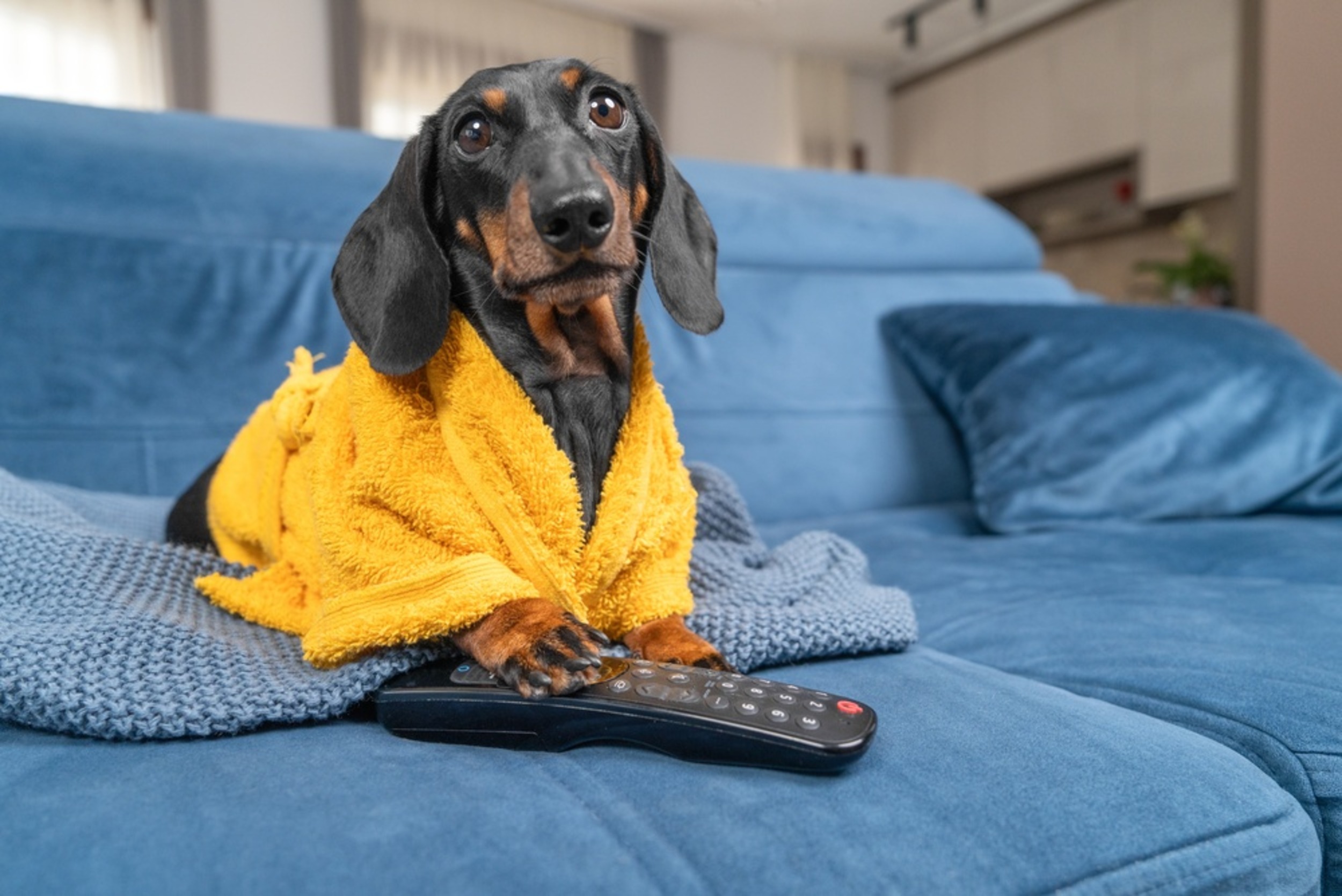 The science behind dogs watching television