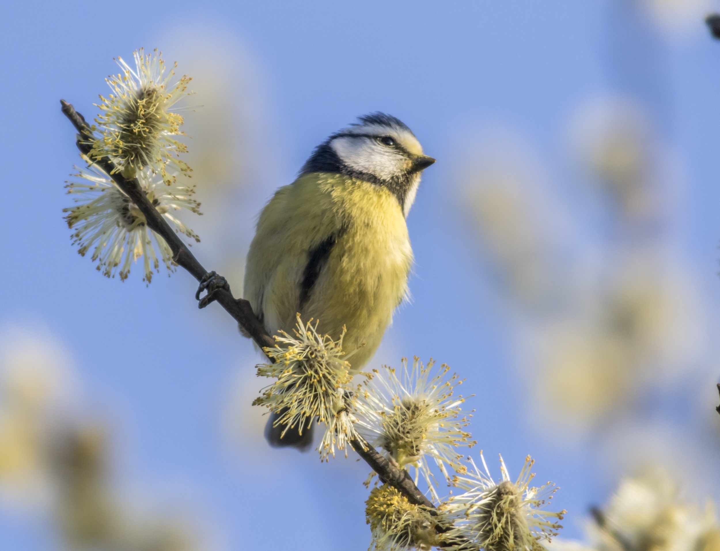 Common birds are secretly pollinating Britain's flowers