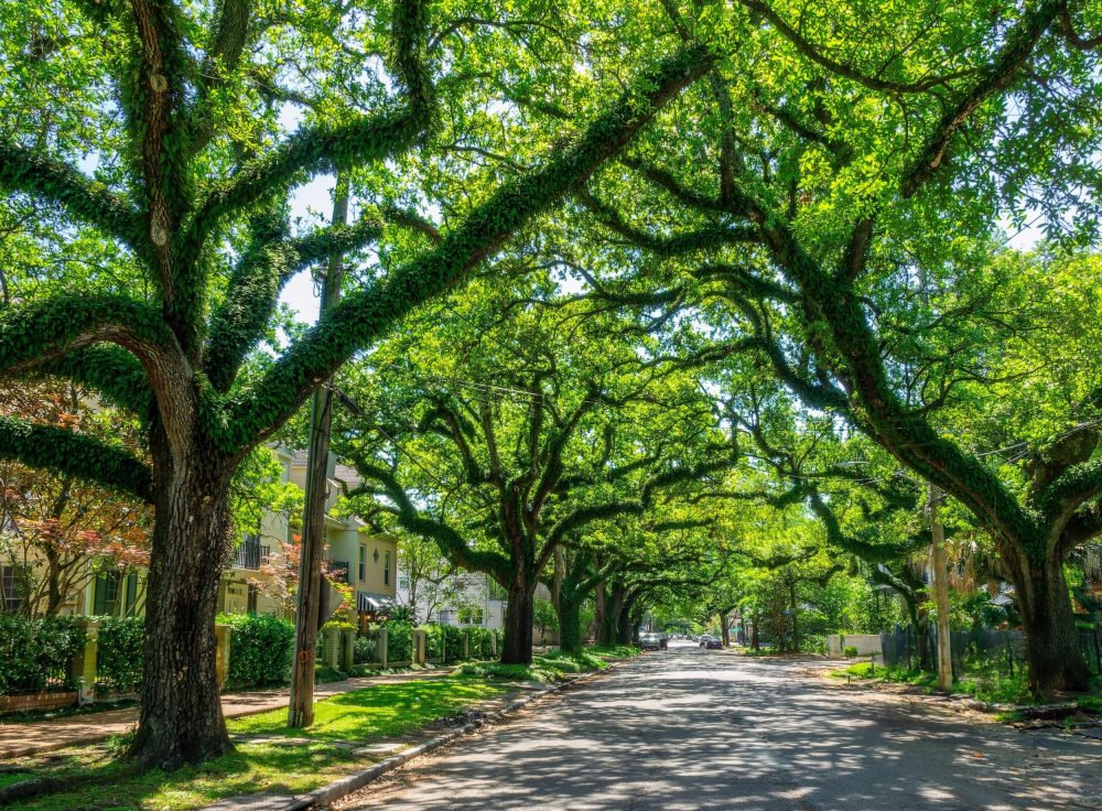 Cities can't afford to keep treating trees like decoration