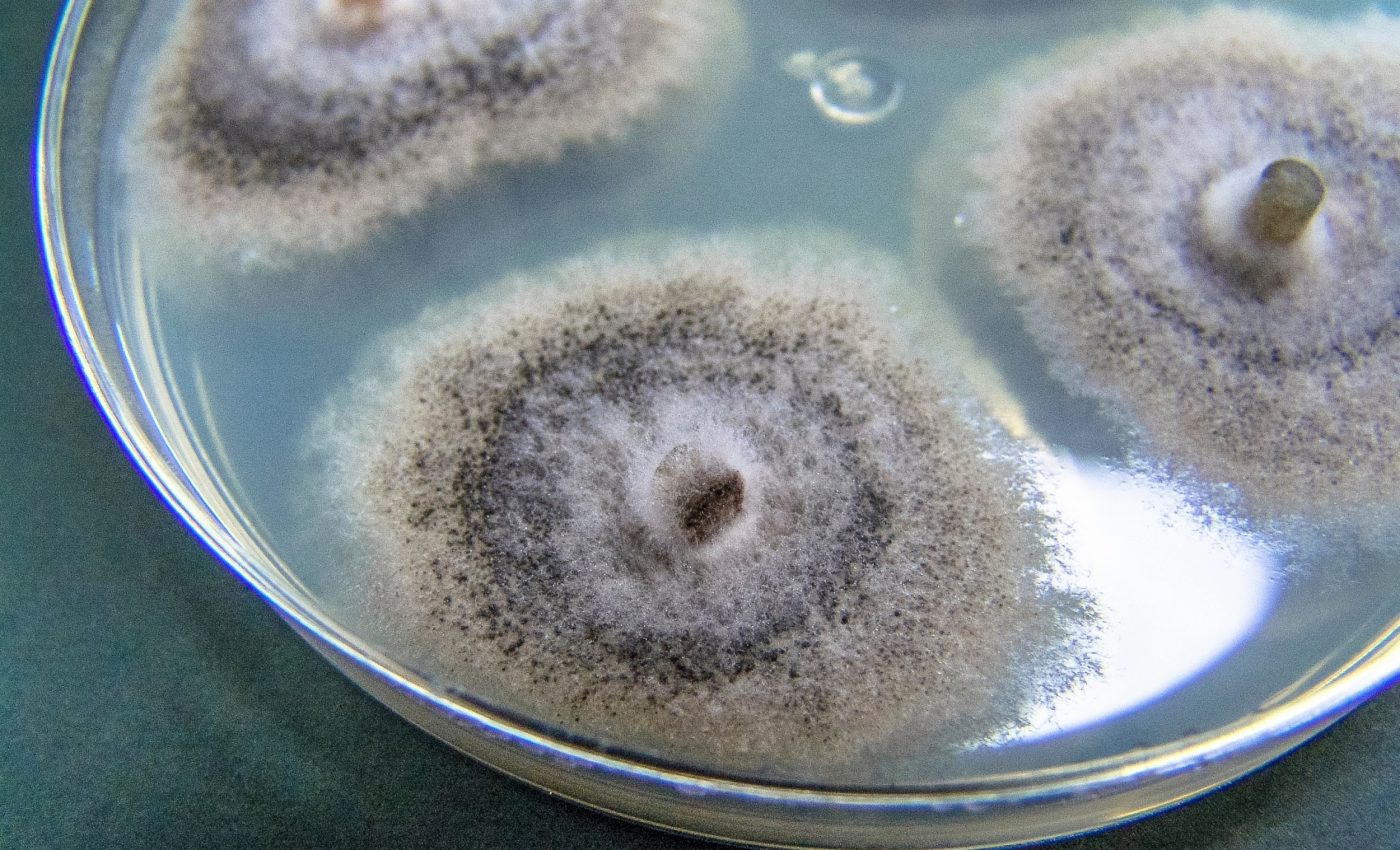 New Fungal Genome-Editing Tool May Advance Cancer Treatments