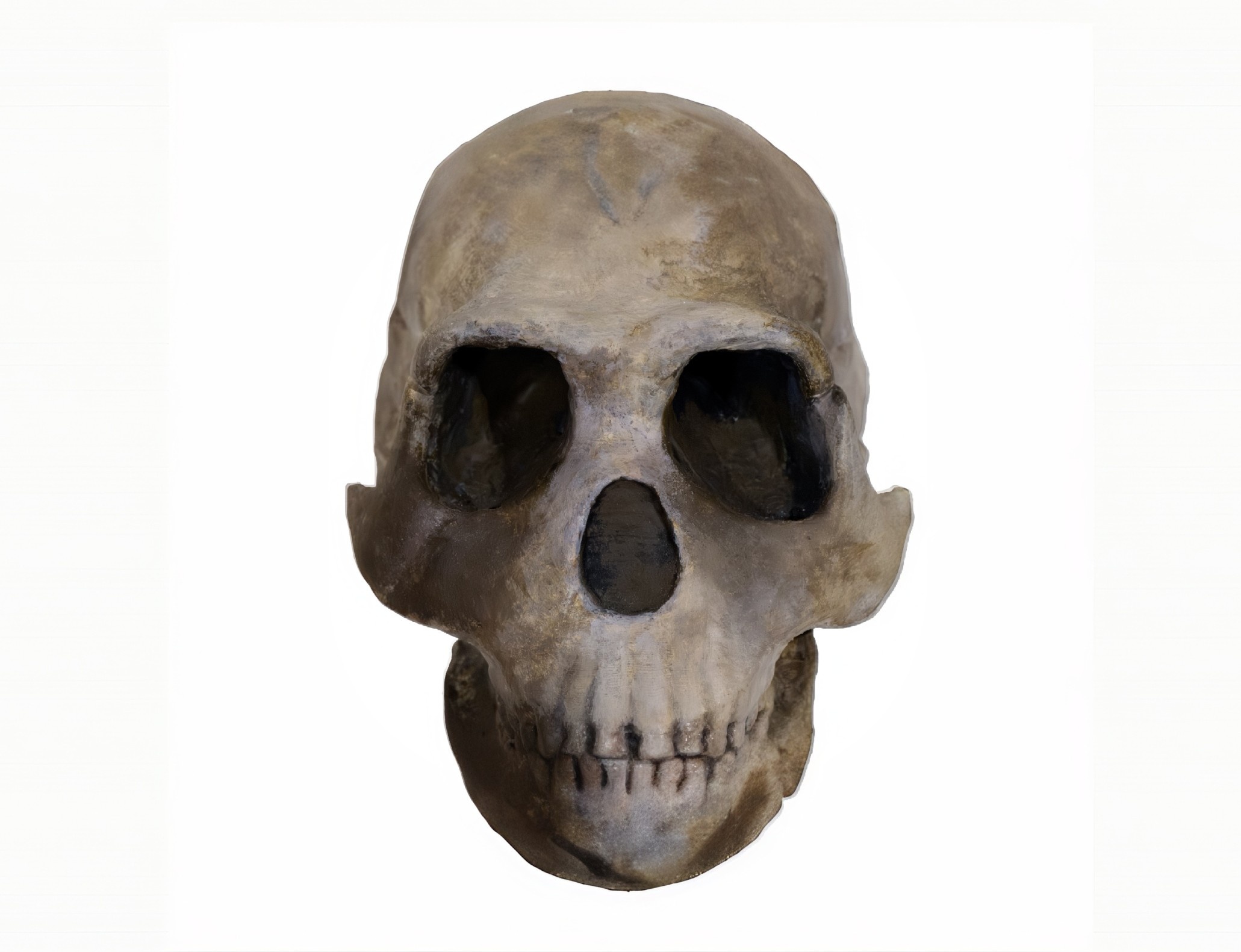 Ancient human relative may have buried only females