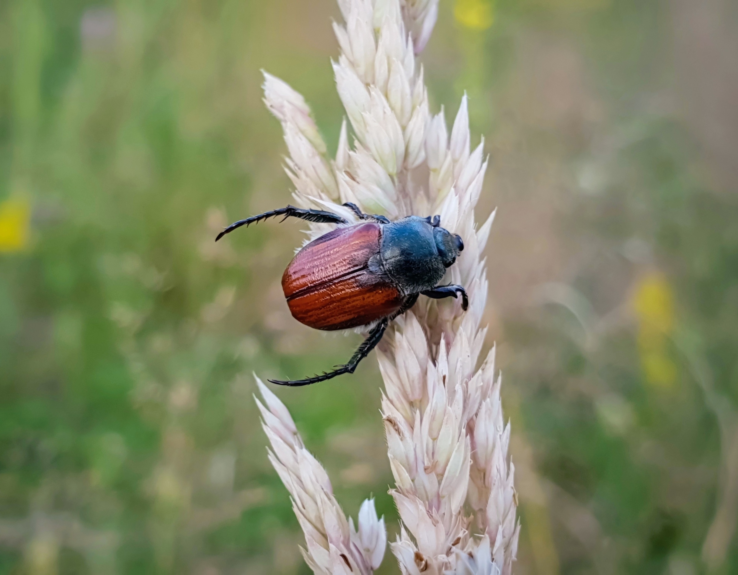 Fungi with broader diets are better at killing plant pests