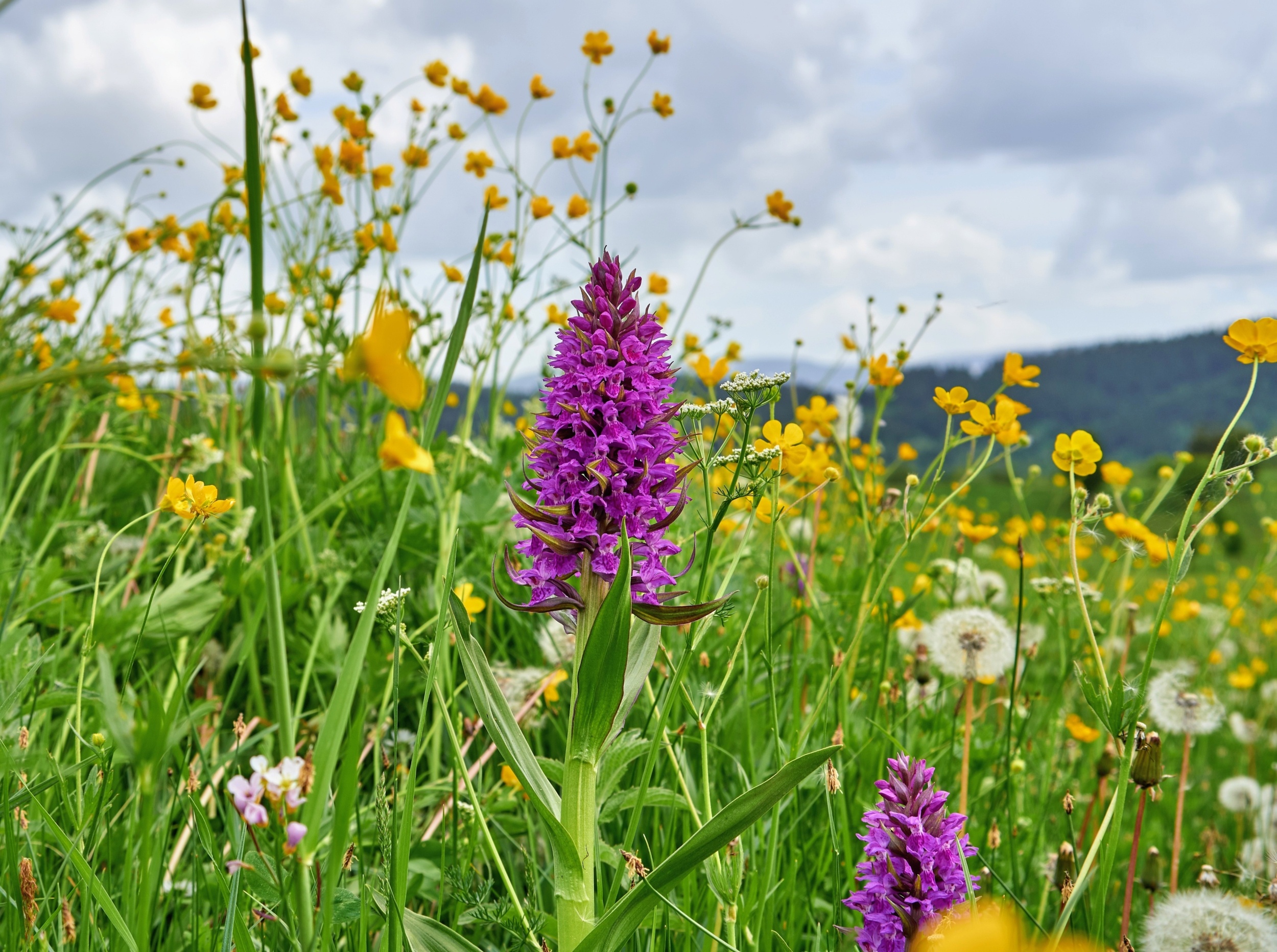 Wildflower meadow returned without planting a single seed