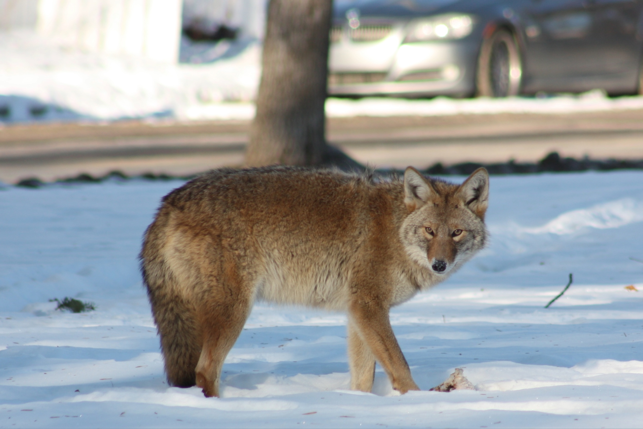 What makes peaceful coyotes suddenly attack