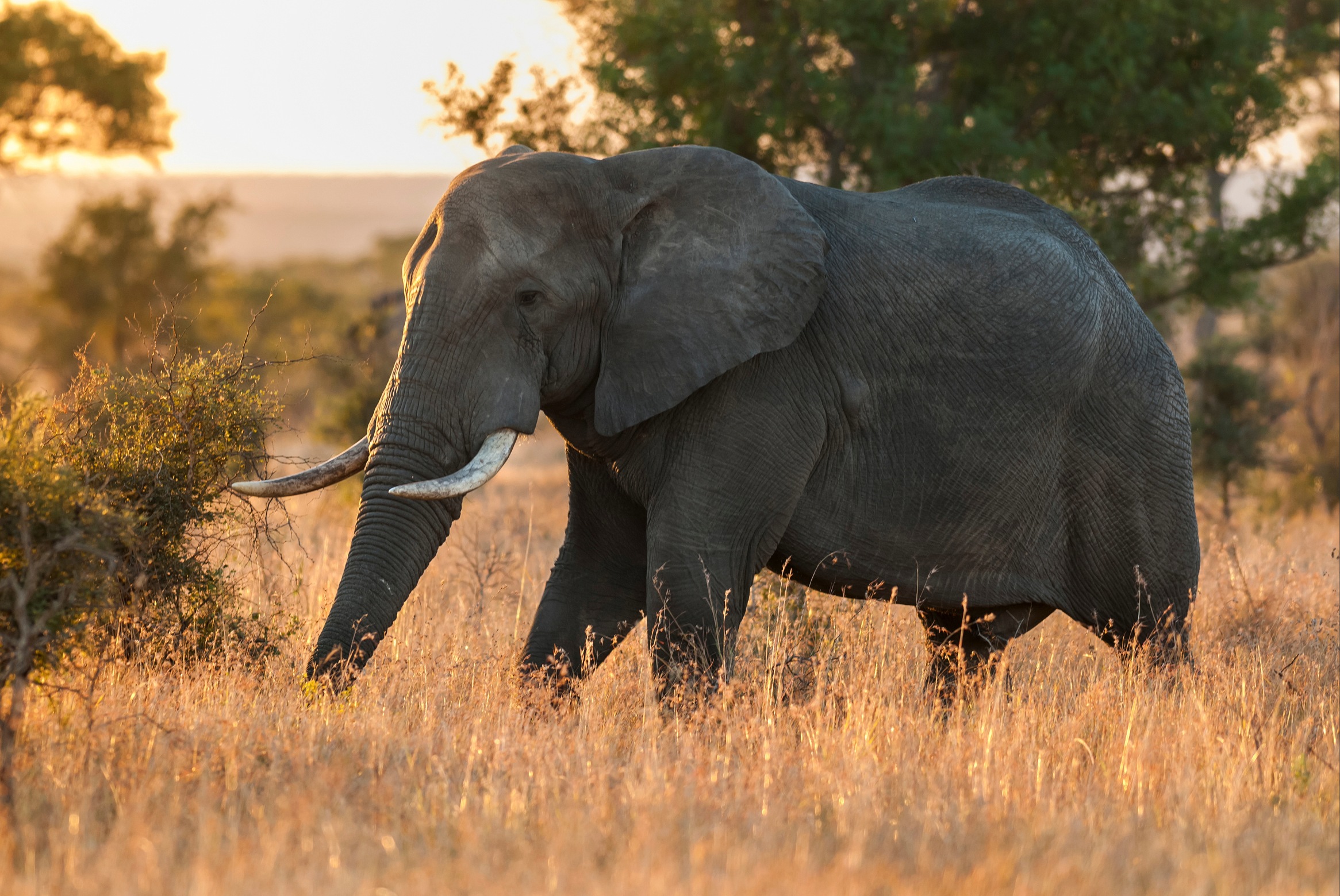 Elephants and farmers are on a collision course across southern Africa