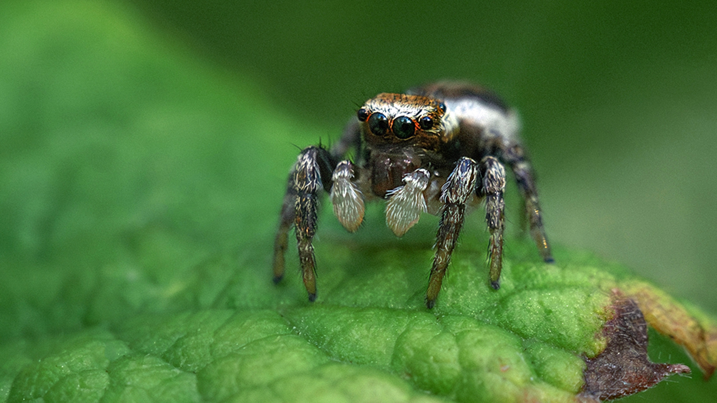Spider fang evolution has an unexpected marine origin