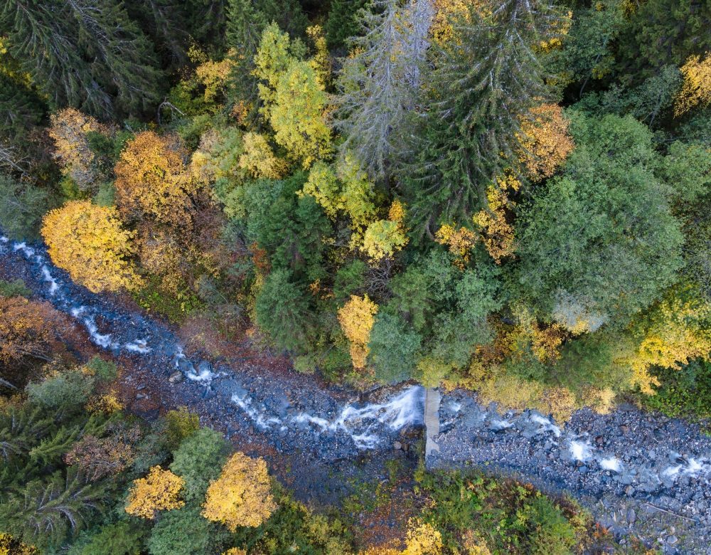 Satellites can see forests from space, but they miss something important