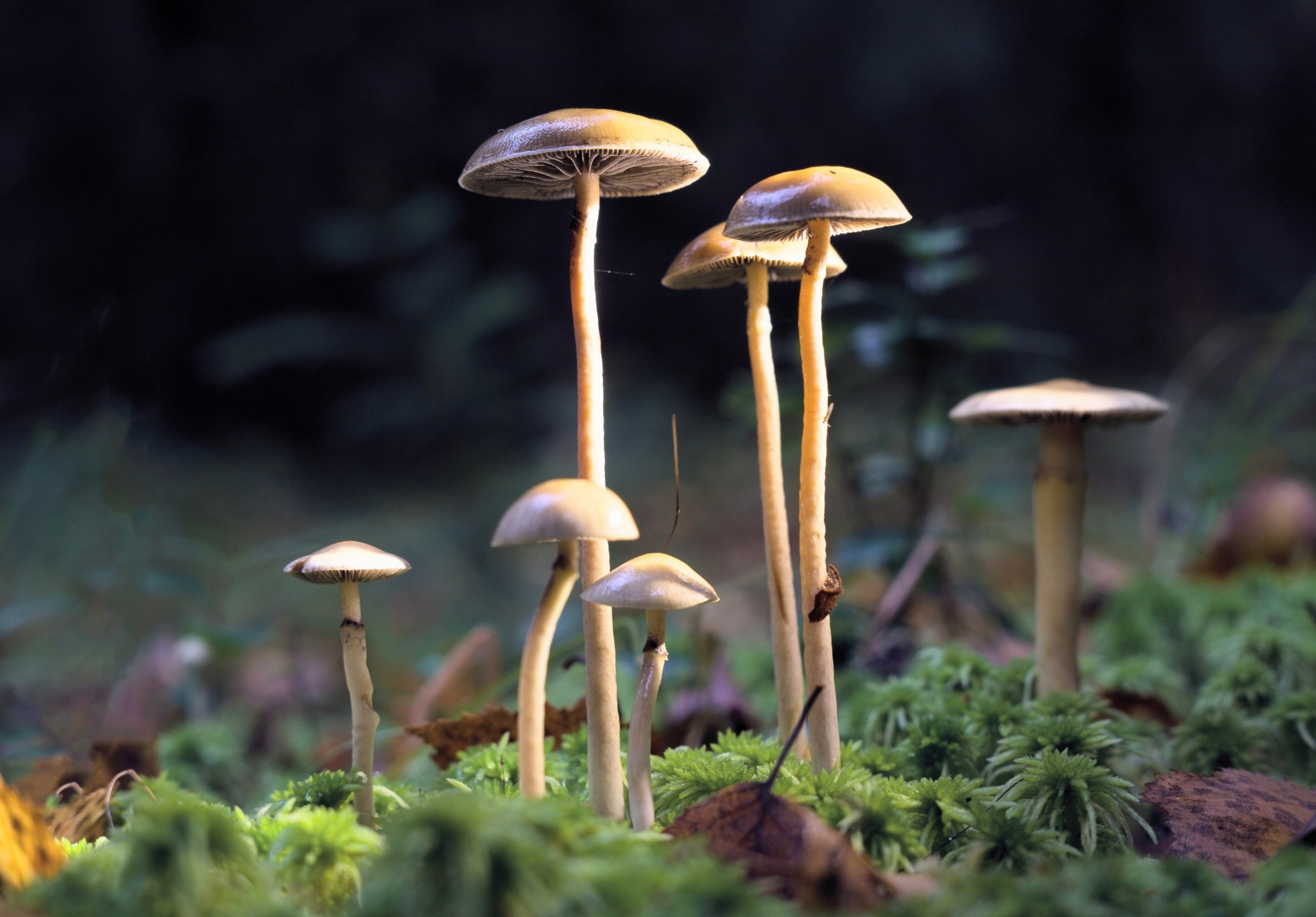 Scientists teach plants to make rare psychedelic compounds