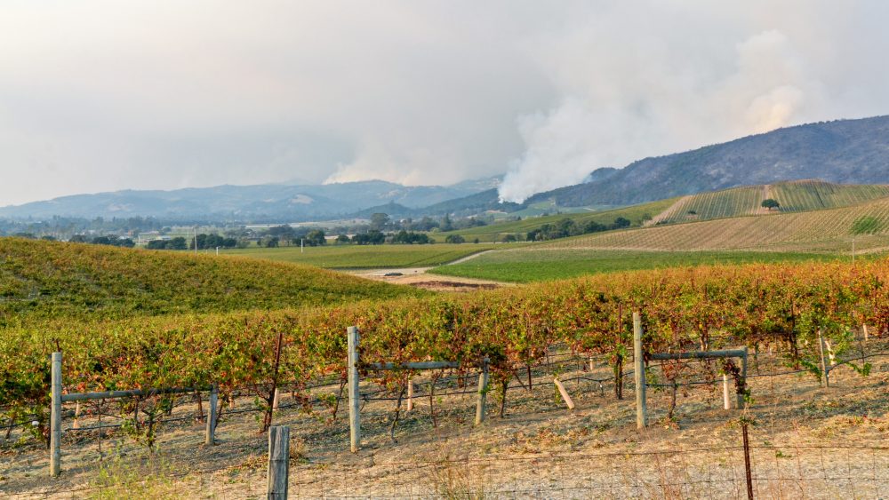 Wildfire risk and warming are reshaping California wine country