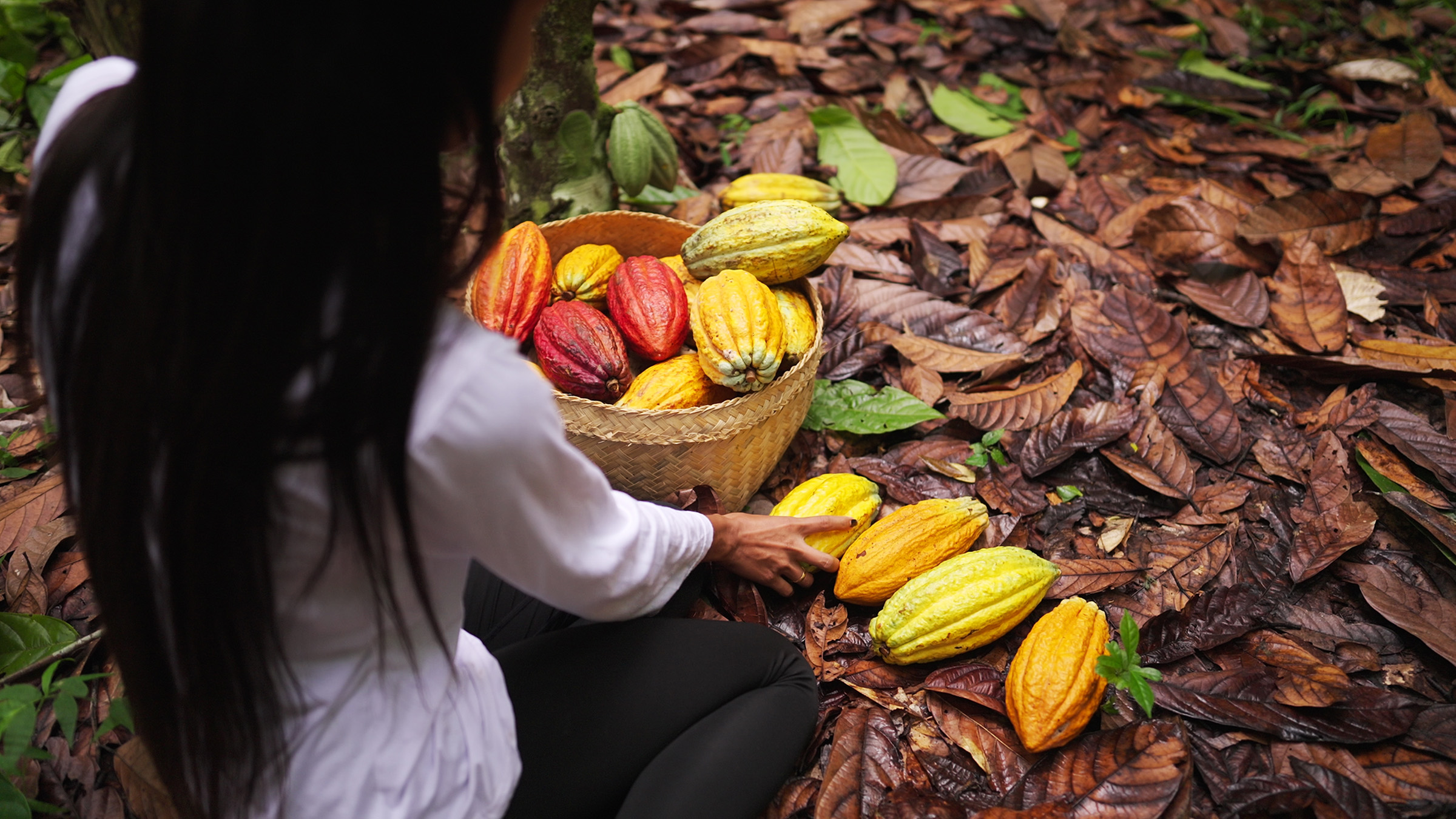Cacao varieties discovered in Peru could transform premium chocolate