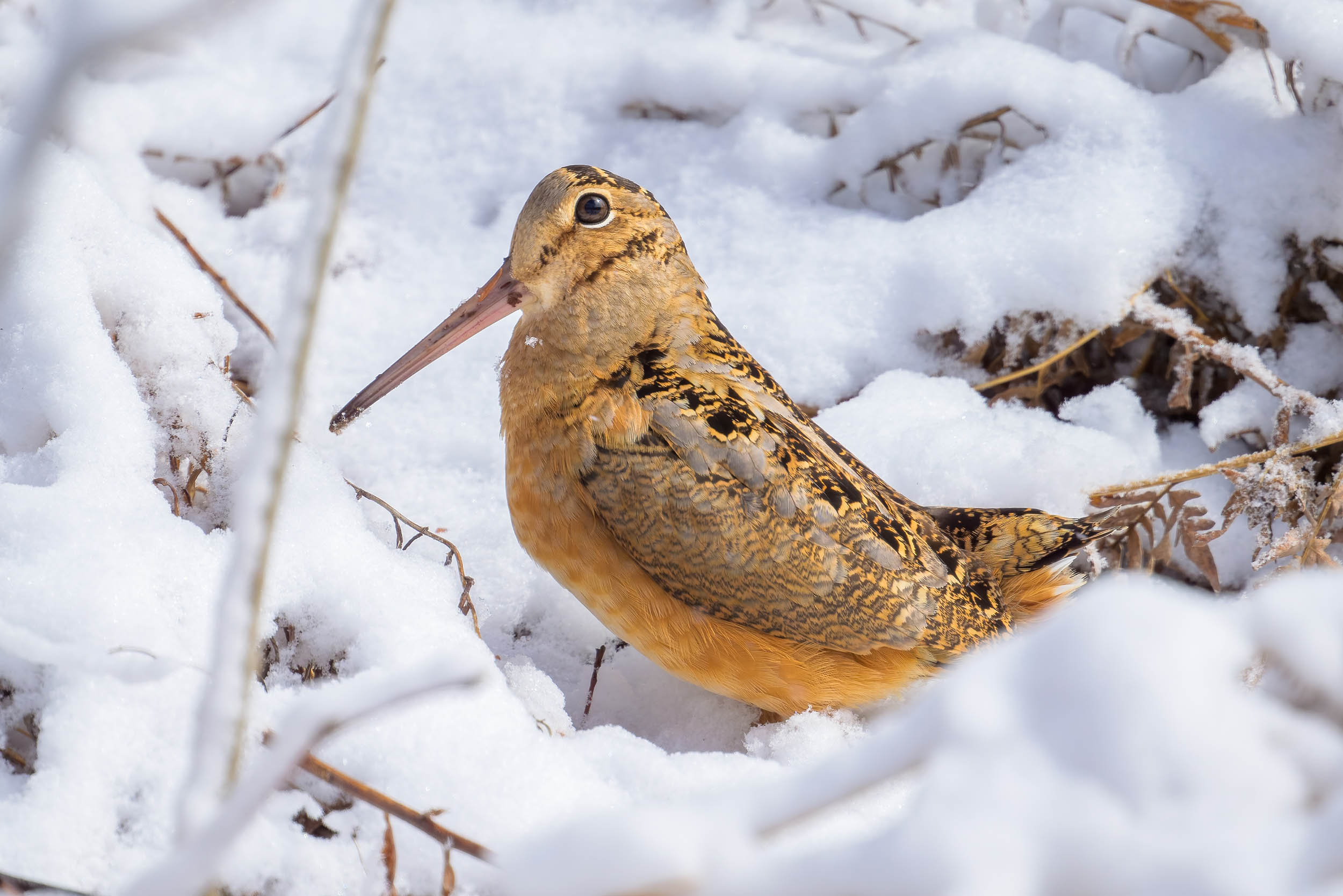 Tiny woodcock can aggressively defend nests against deer