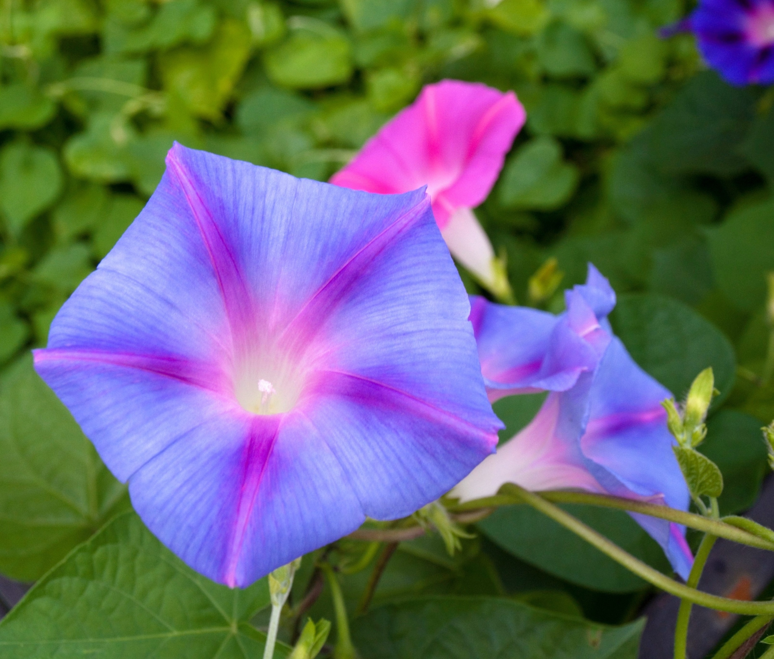 Plants are evolving more slowly as pollinators disappear