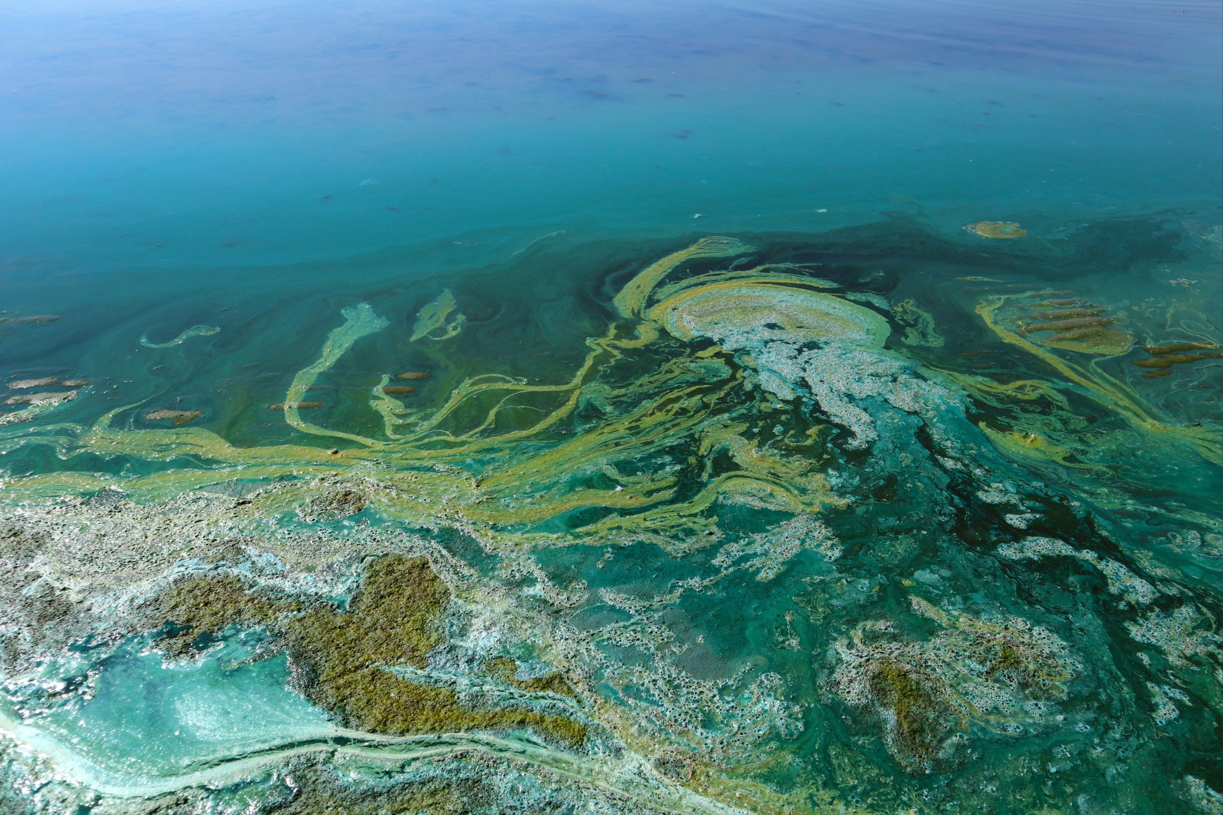 Most toxic alga ever recorded caused Australia's mass marine die-off