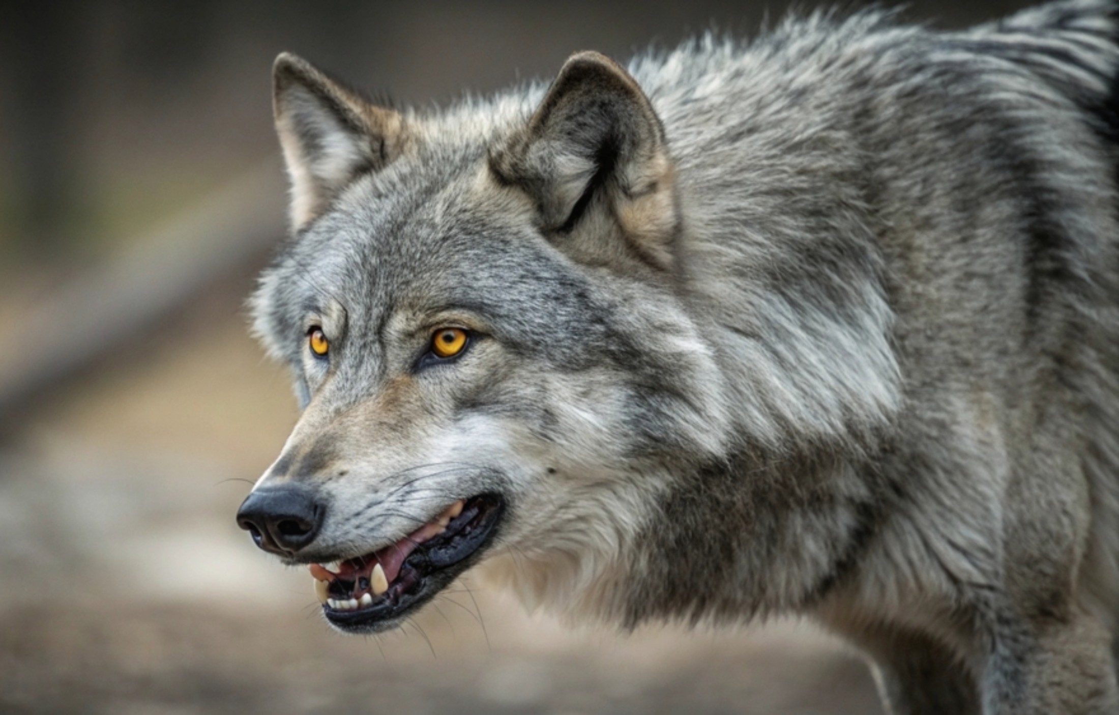 California's wolves have developed an unexpected taste for cattle