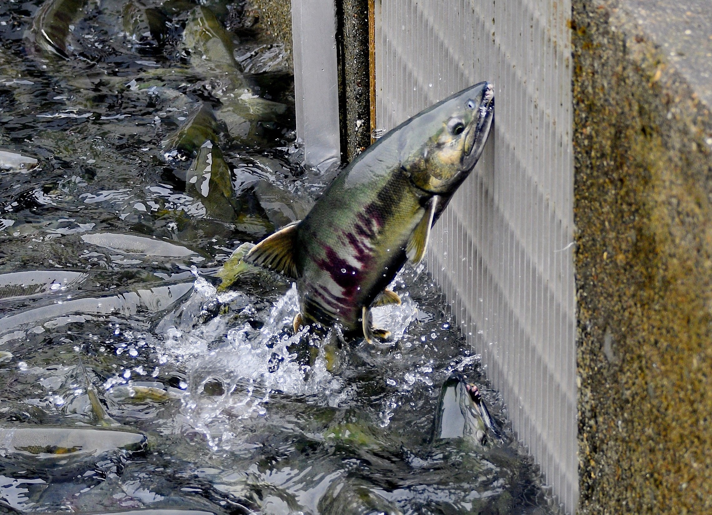Fish hatchery noise could be keeping salmon from coming home