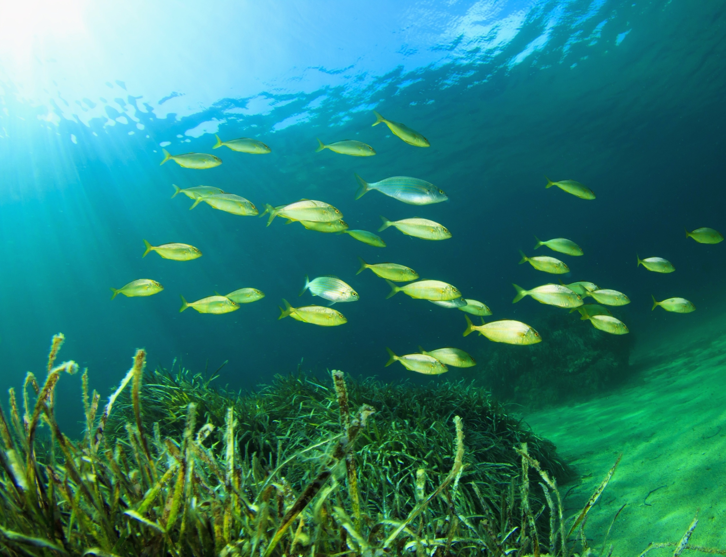 Seagrass meadows are a hidden source of healthier seafood