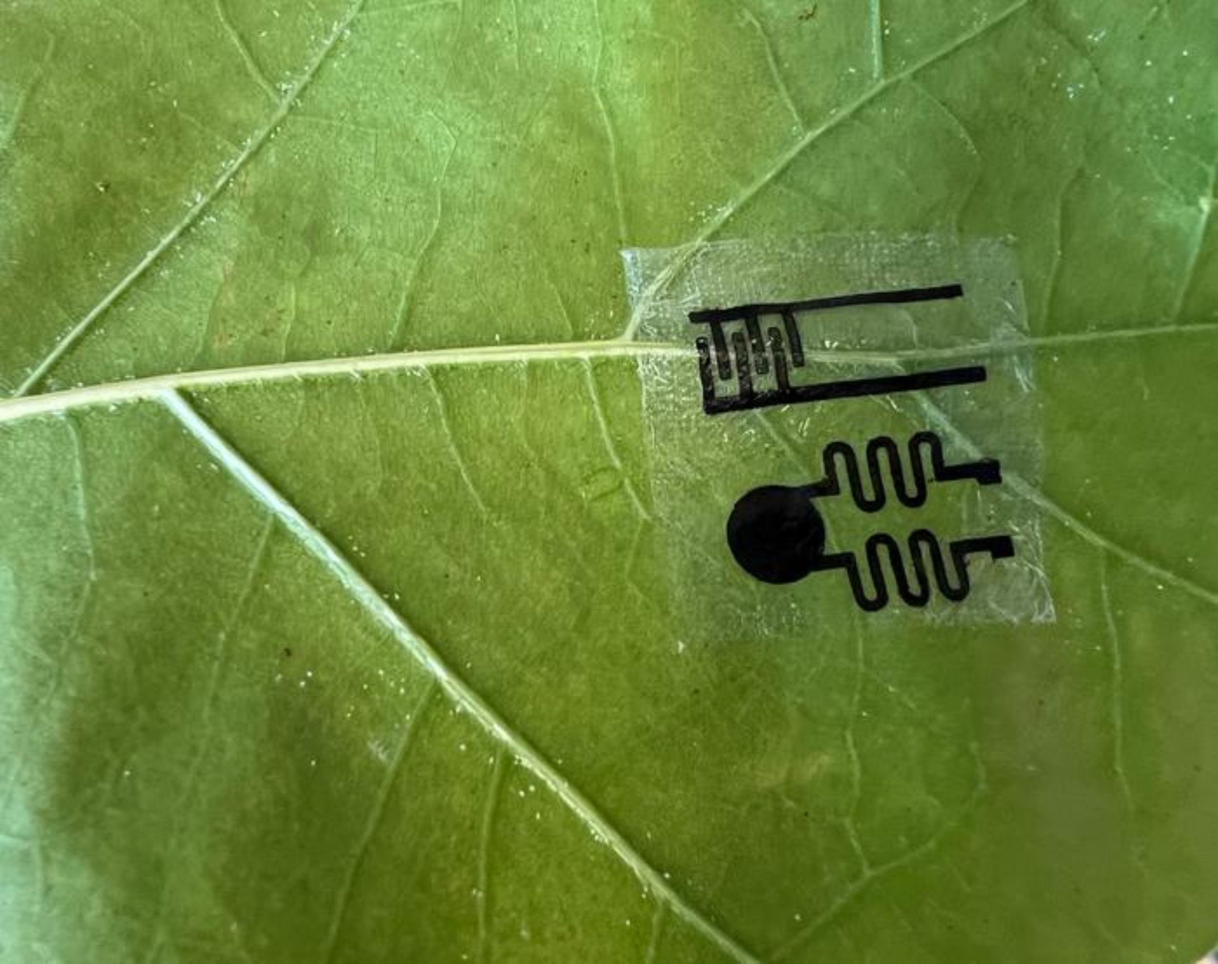 Plant wearable sensor detects stress before leaves begin to wilt