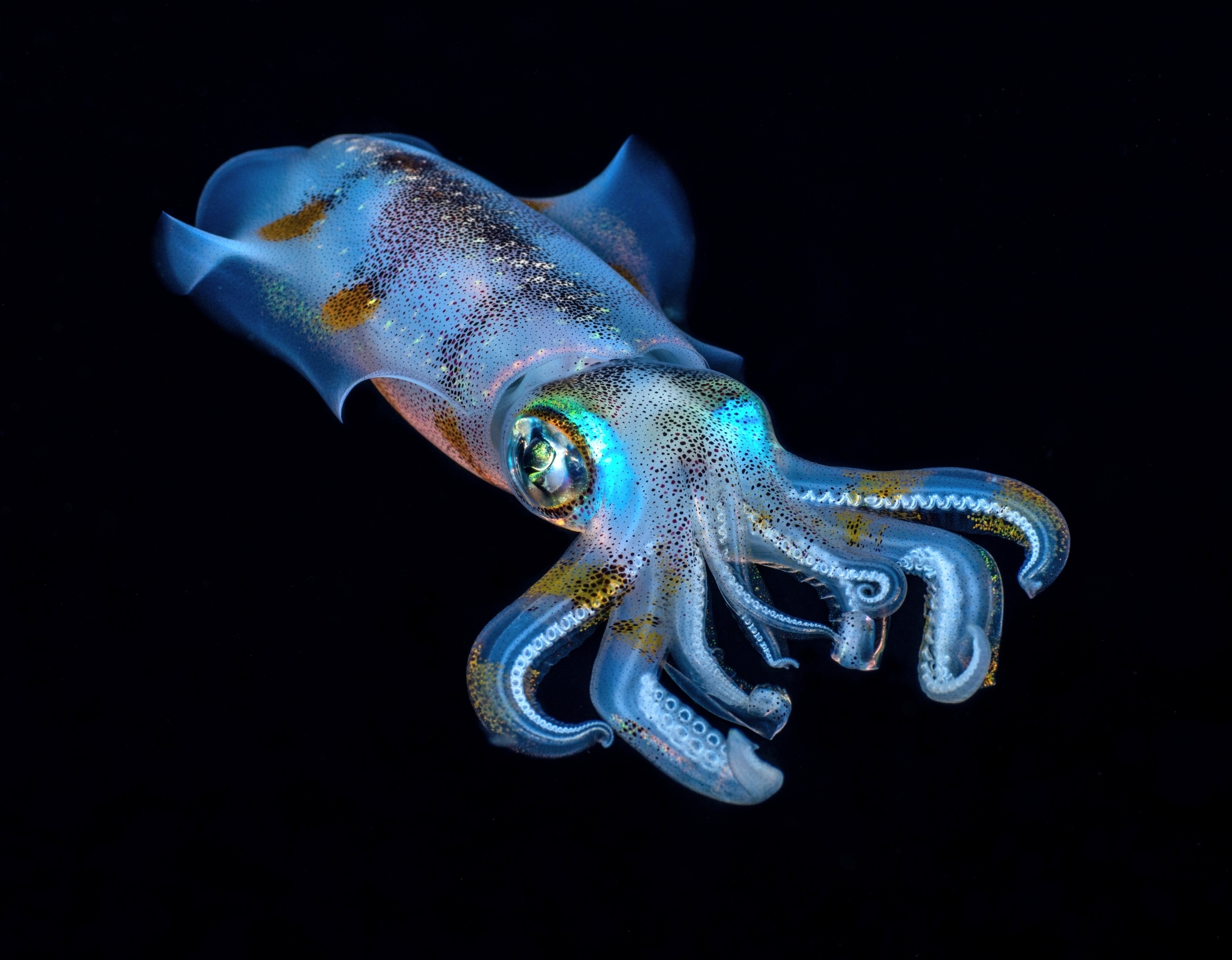 Ocean acidification is shrinking squid brains