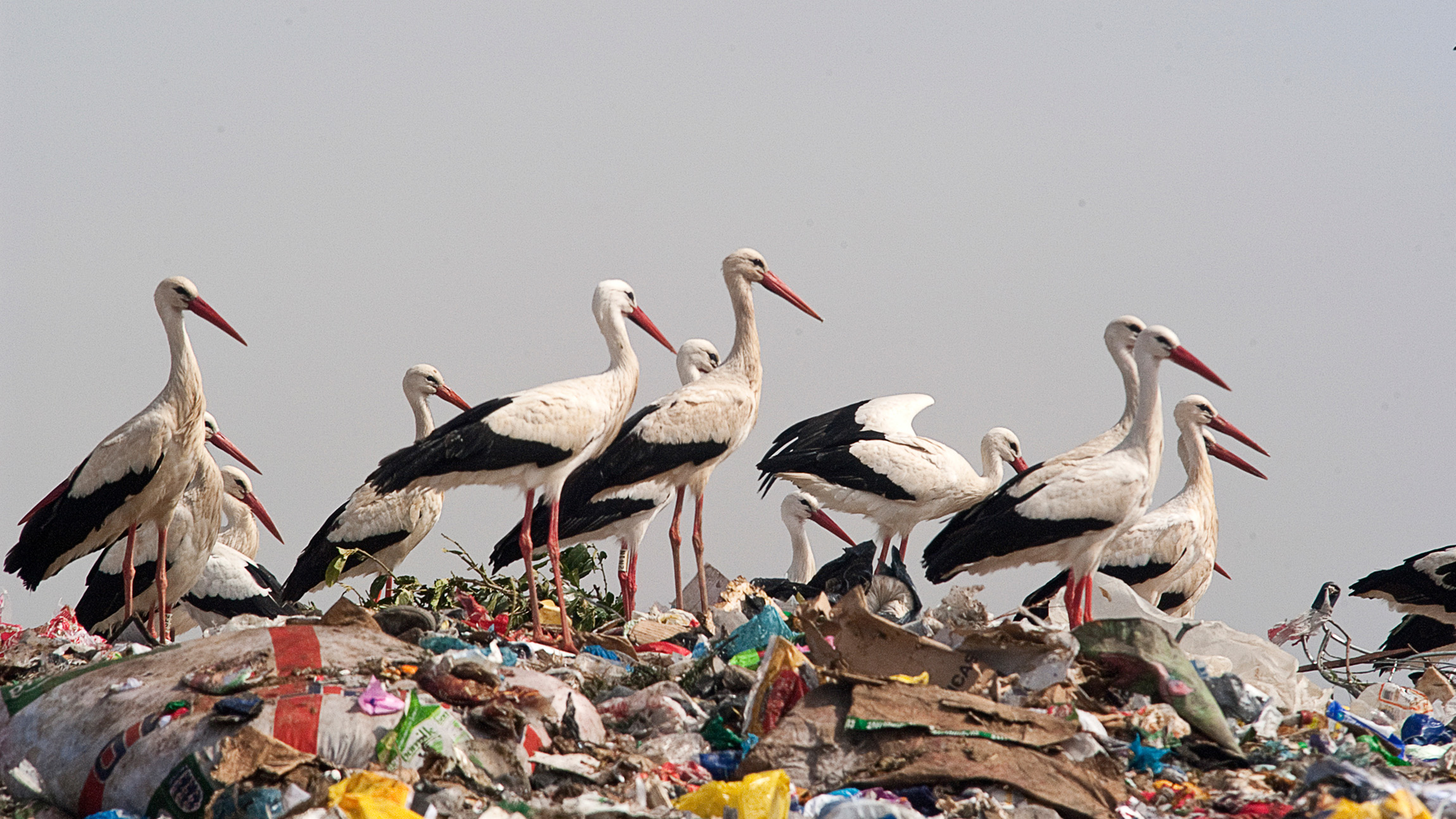 Landfills are changing how white storks grow and survive