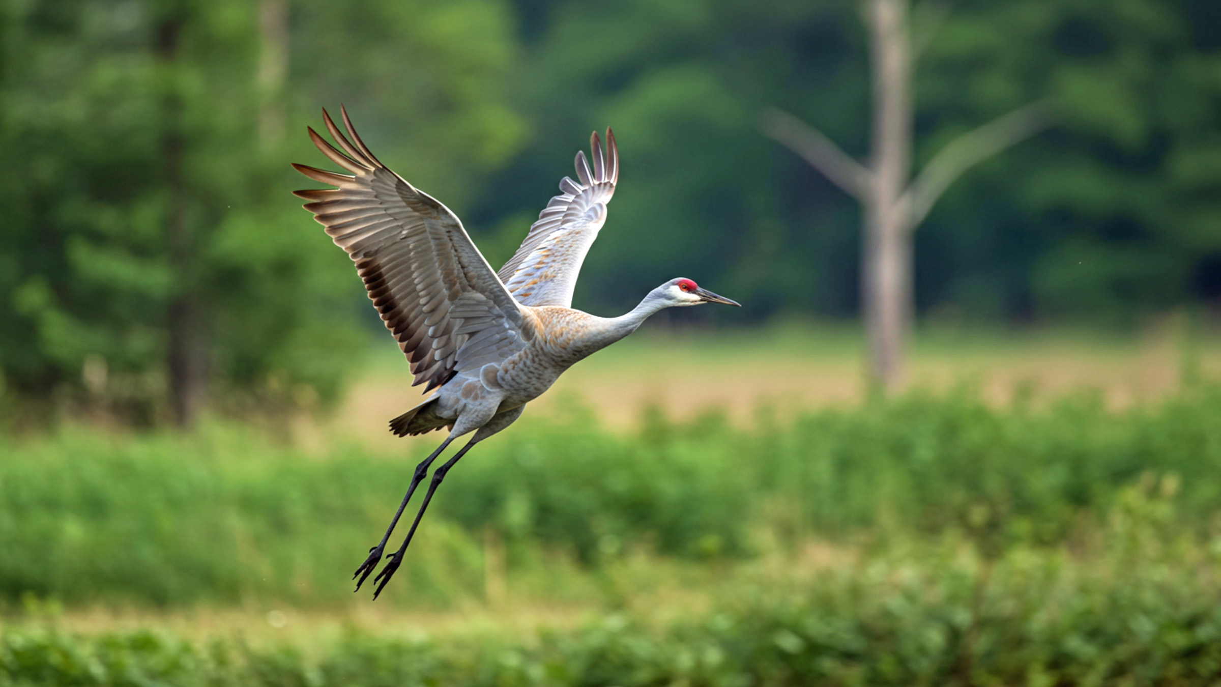 Birds evolved a blood repair system that mammals don't have