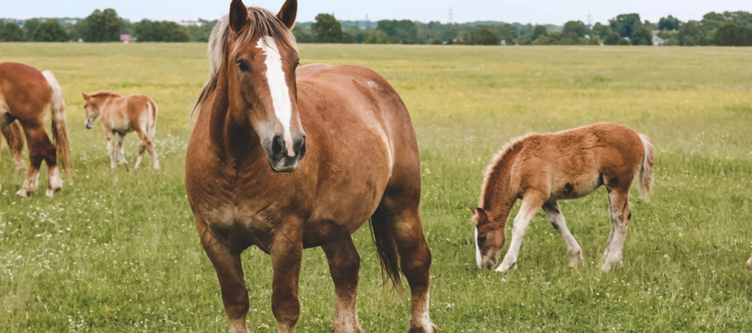 DNA reveals the making of calm horses