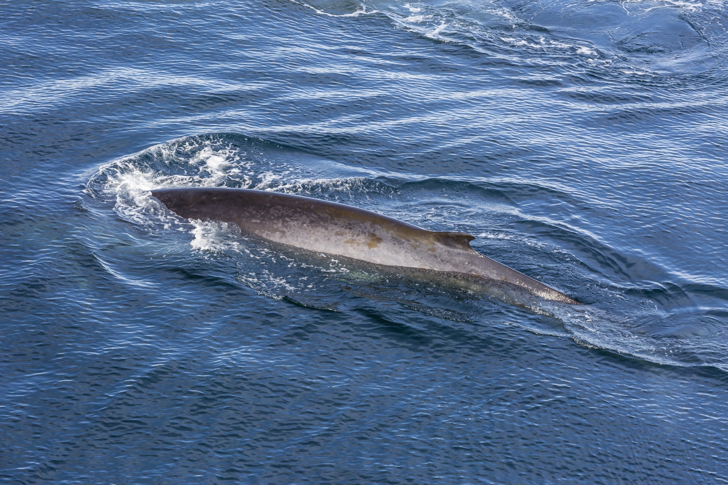Fin whales have a surprising problem every time they feed
