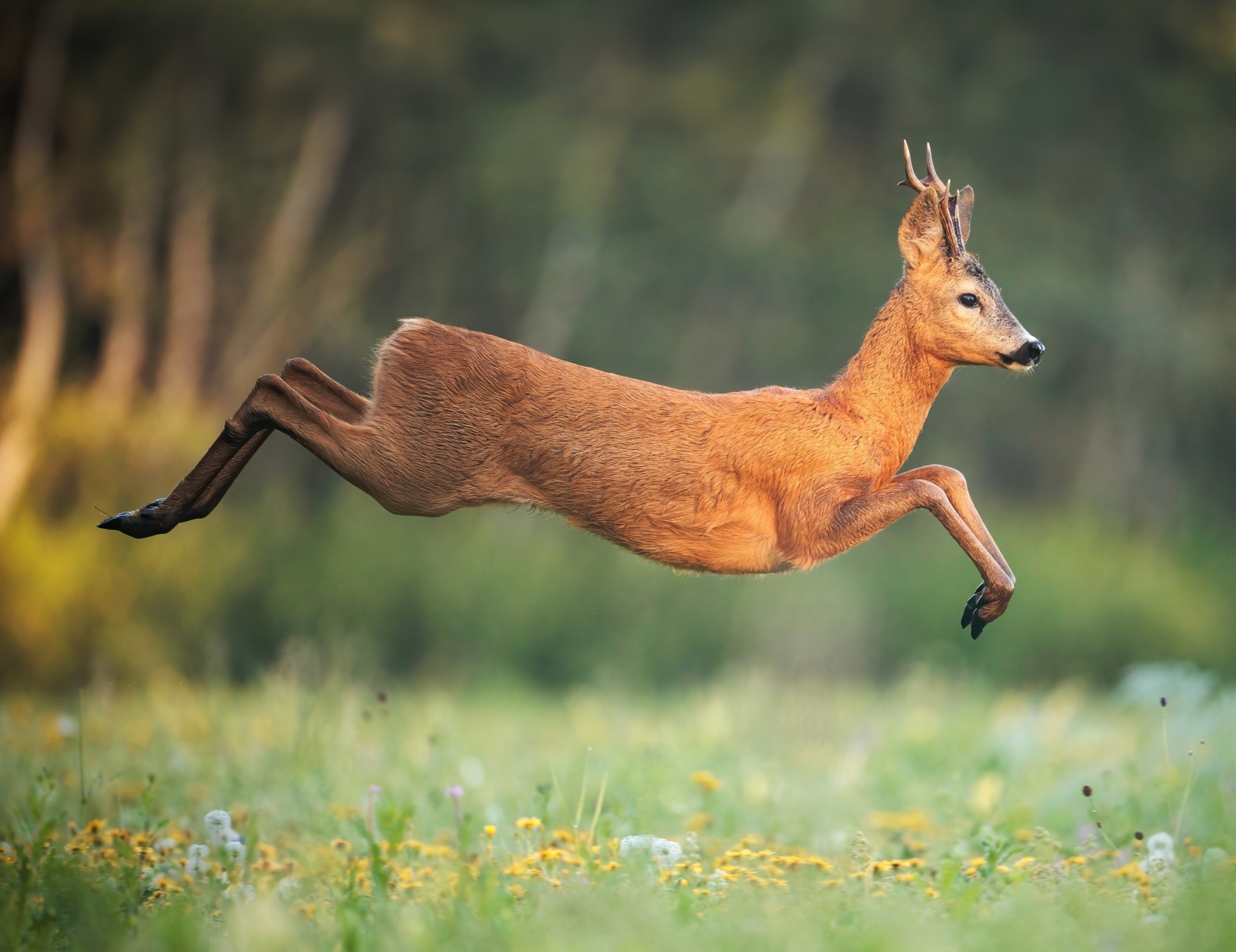New Game Lets Players Hunt Like Wolves to Advance Science