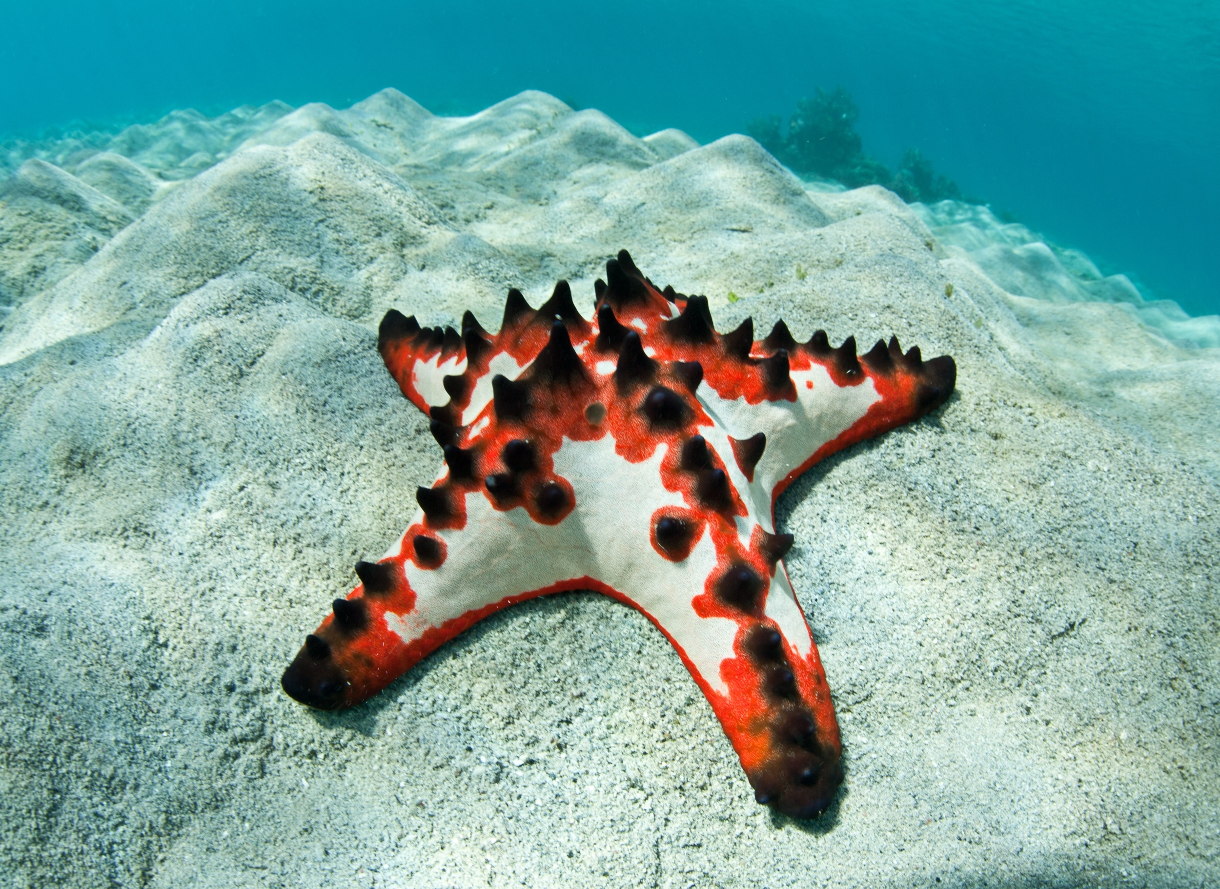 Sea star skeleton does something engineers never expected