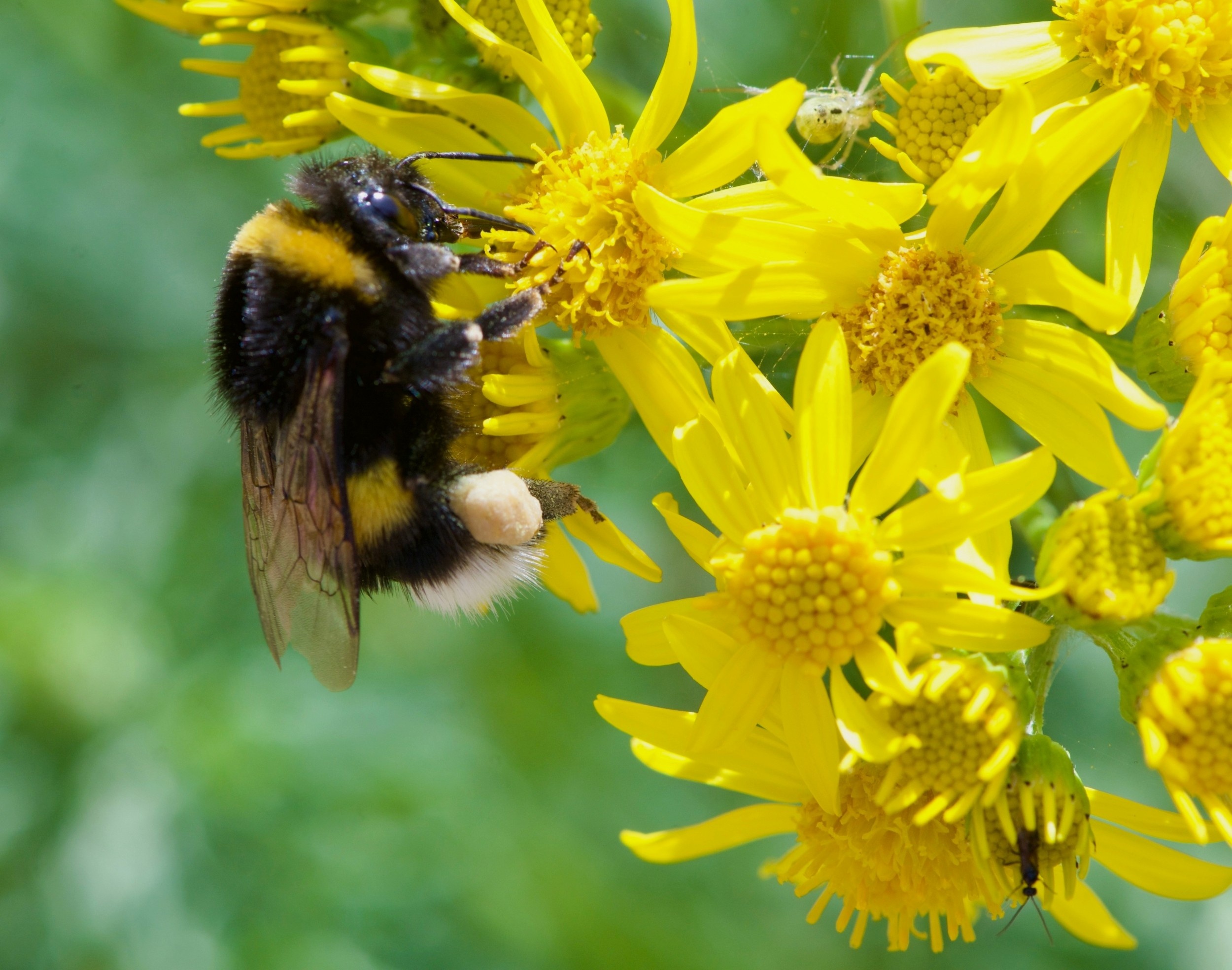 Bumblebees accumulate up to seven times more heavy metals than honeybees