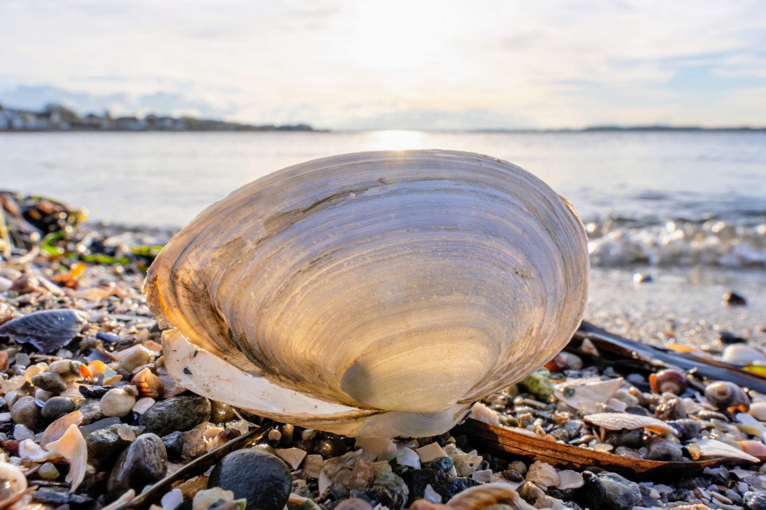 Why some sea creatures survived Earth's greatest mass extinction