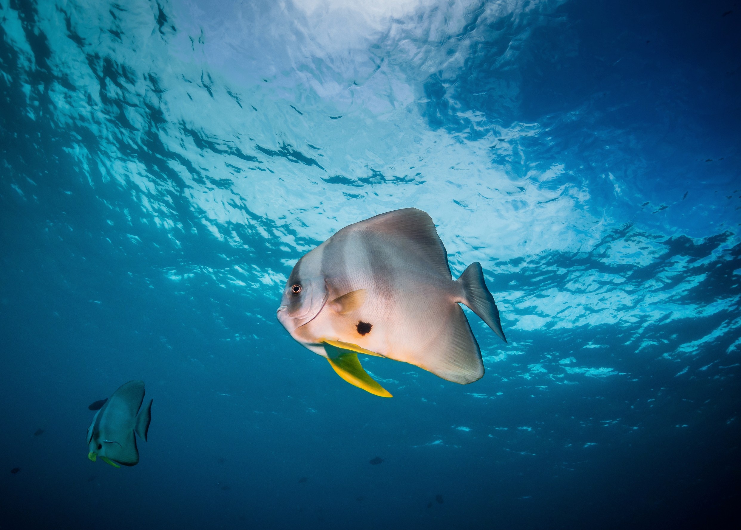 Ocean warming has been shrinking marine animals for 450 million years