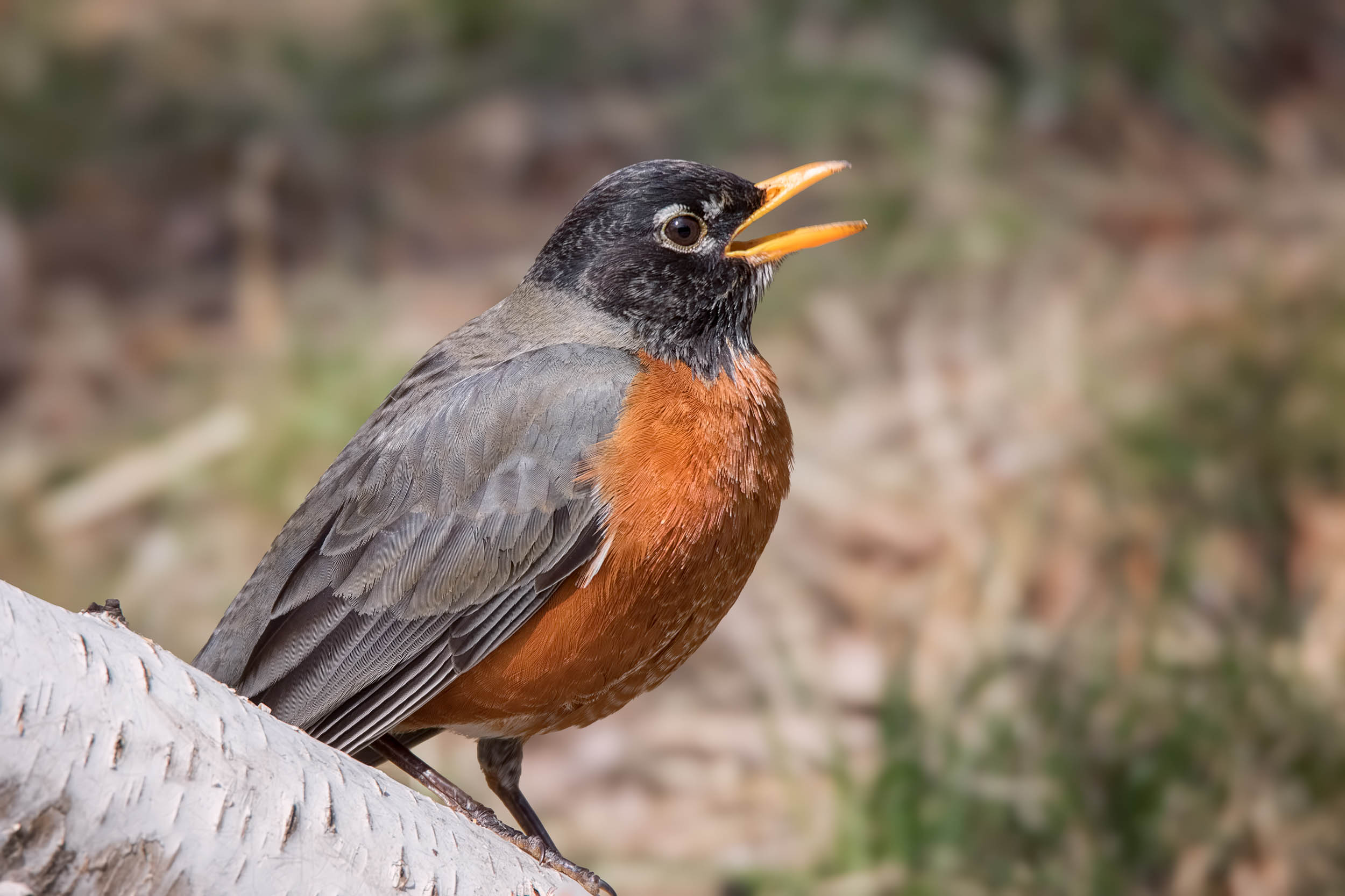 Birds react to wildfire smoke in very unexpected ways