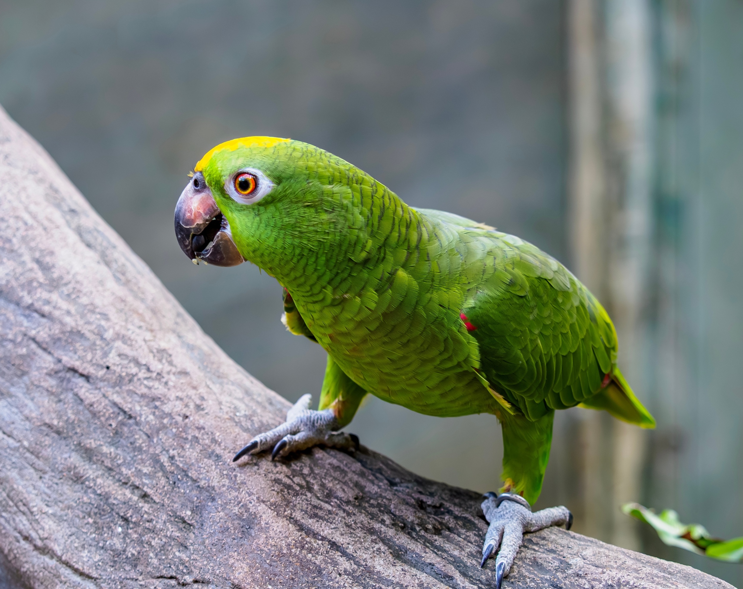 Special training helps rescued parrots survive in the wild