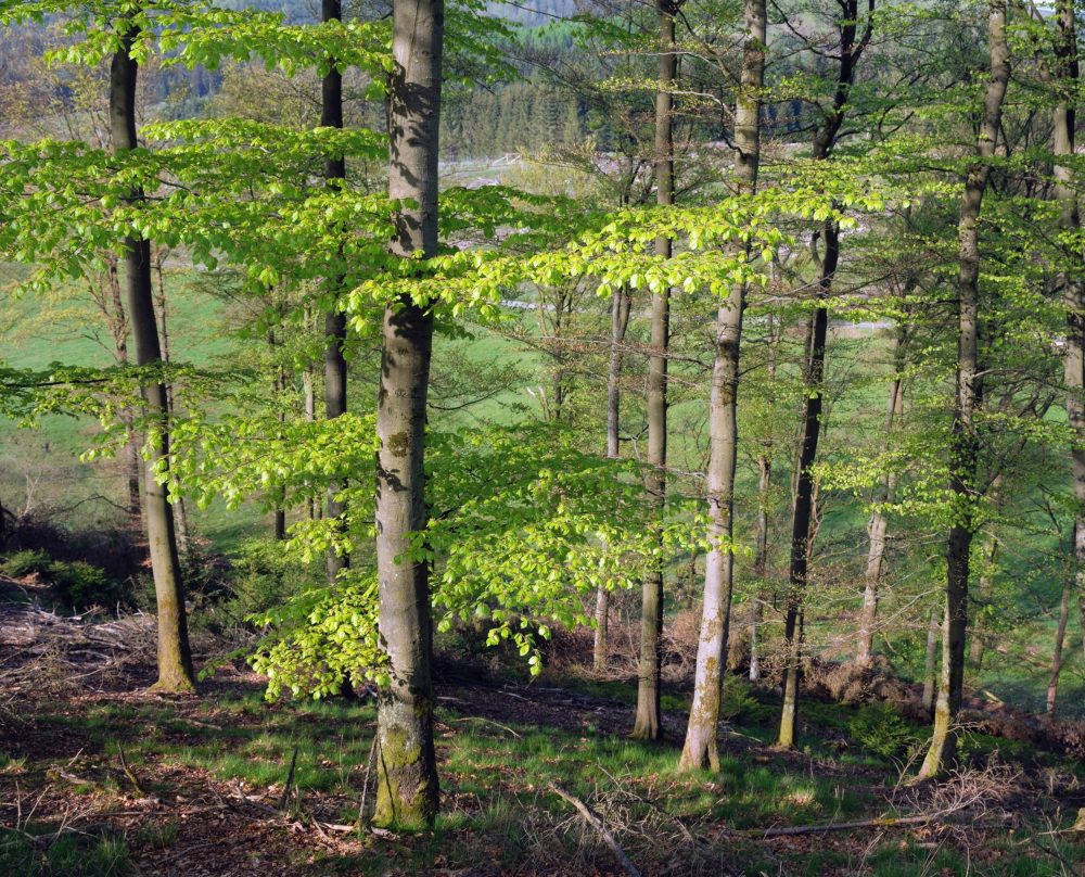 Why Europe's trees are dying after seemingly perfect springs