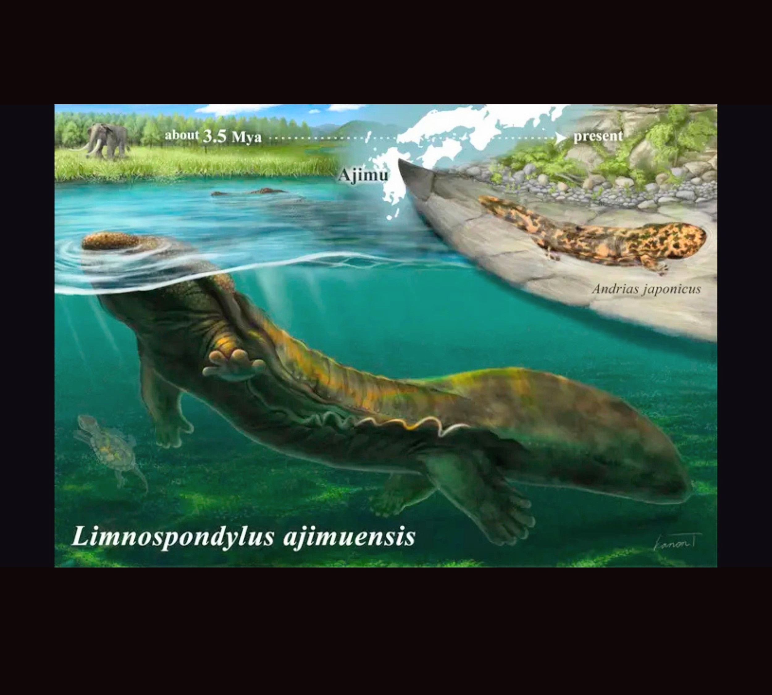 Giant salamander fossils from Japan rewrite the family's history