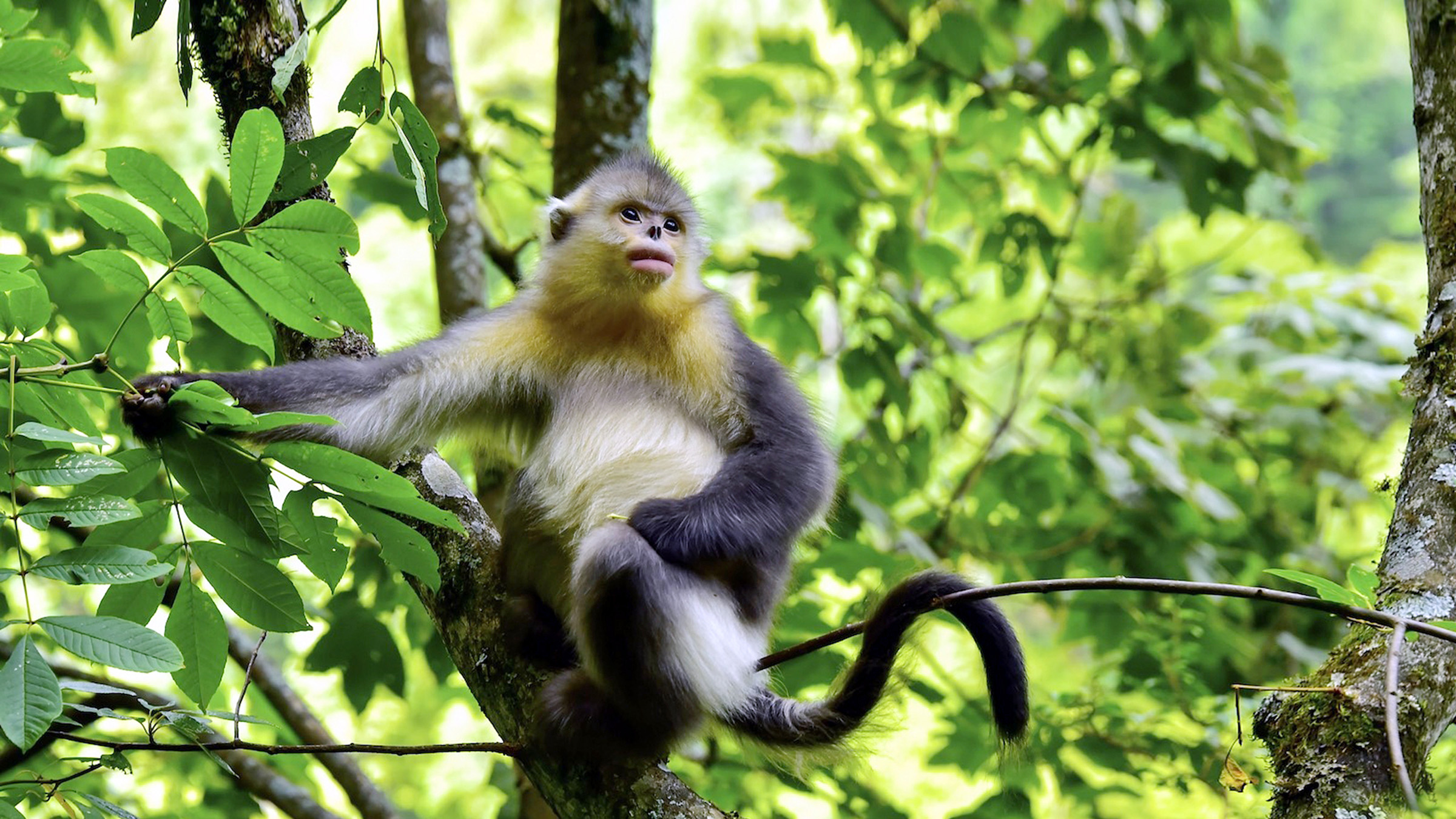 Protecting primates could safeguard entire forest ecosystems